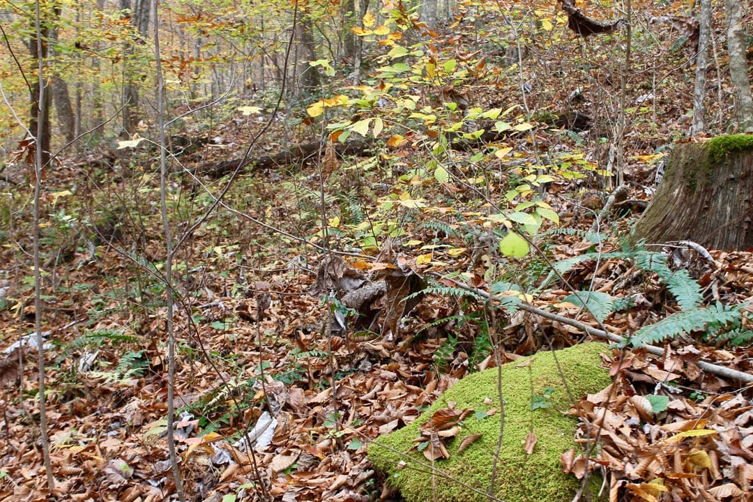 Autumn Ridge Tract 16 photo 14