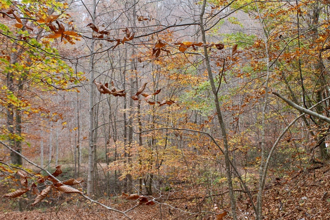 Autumn Ridge Tract 16 photo 15