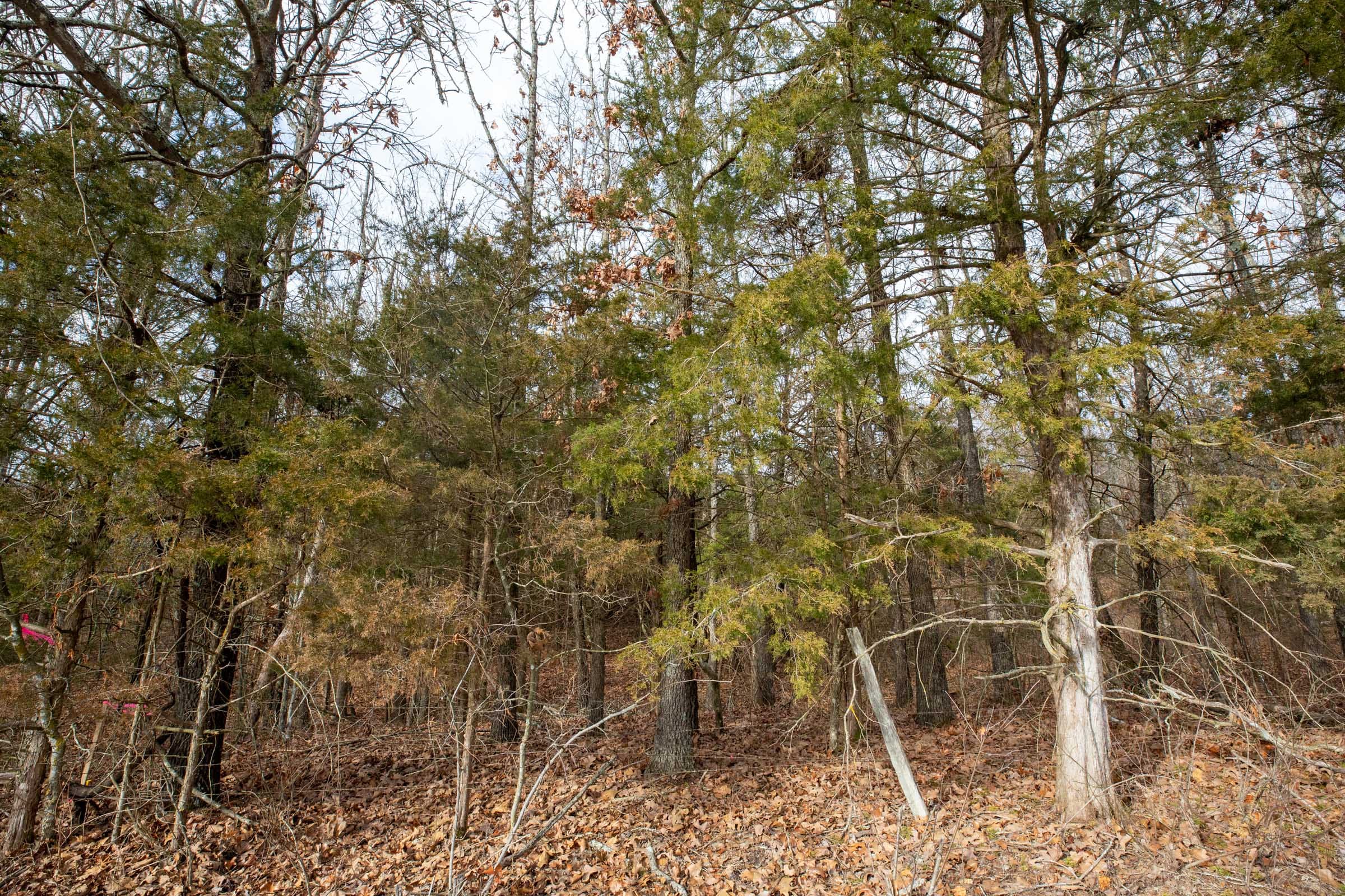 Forest Hill Tract 1 photo 2