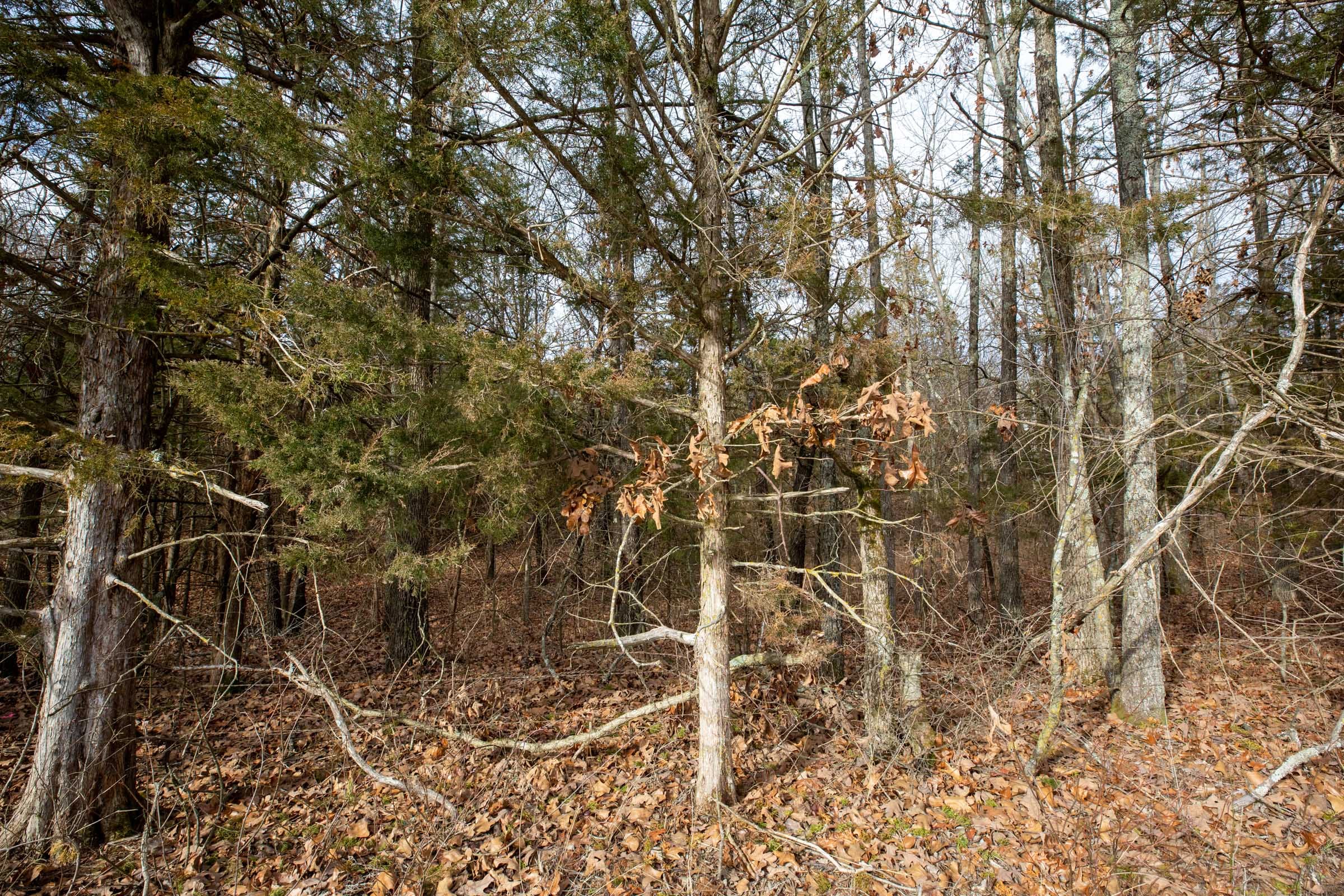 Forest Hill Tract 1 photo 3