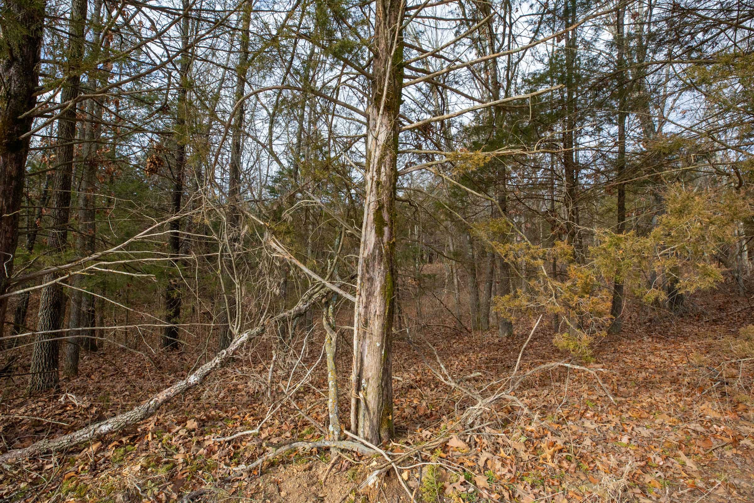 Forest Hill Tract 1 photo 4