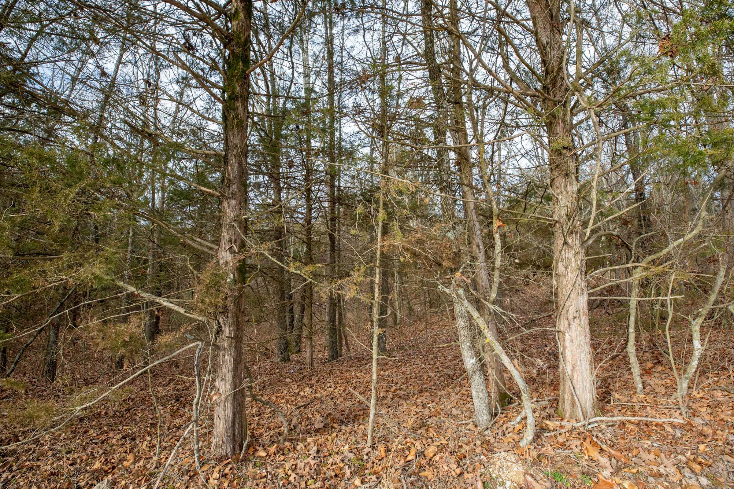 Forest Hill Tract 1 photo 5