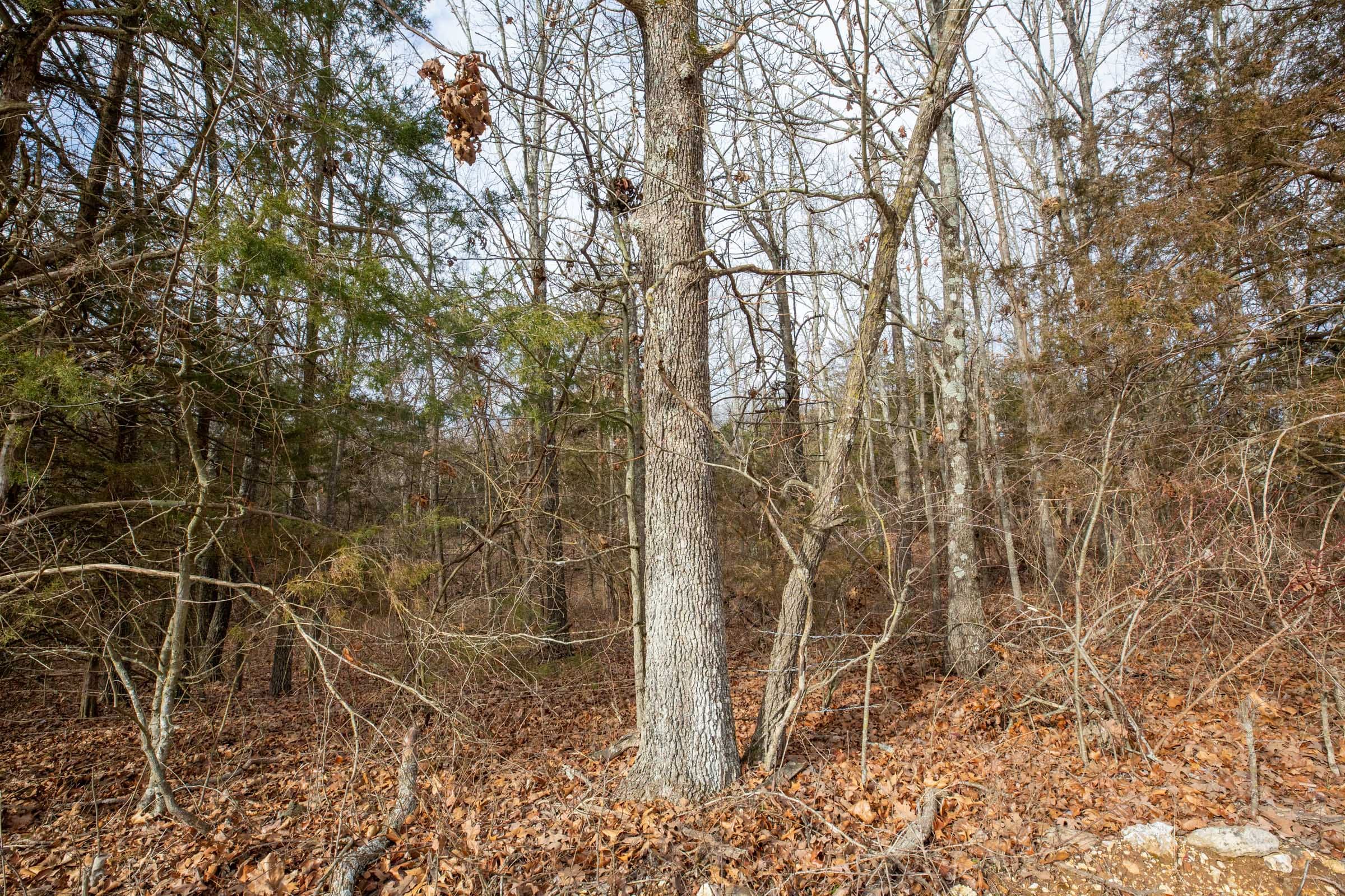 Forest Hill Tract 1 photo 6