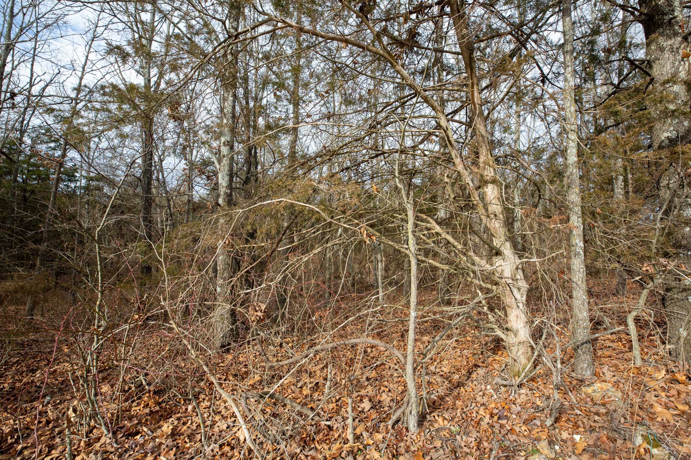 Forest Hill Tract 1 photo 7