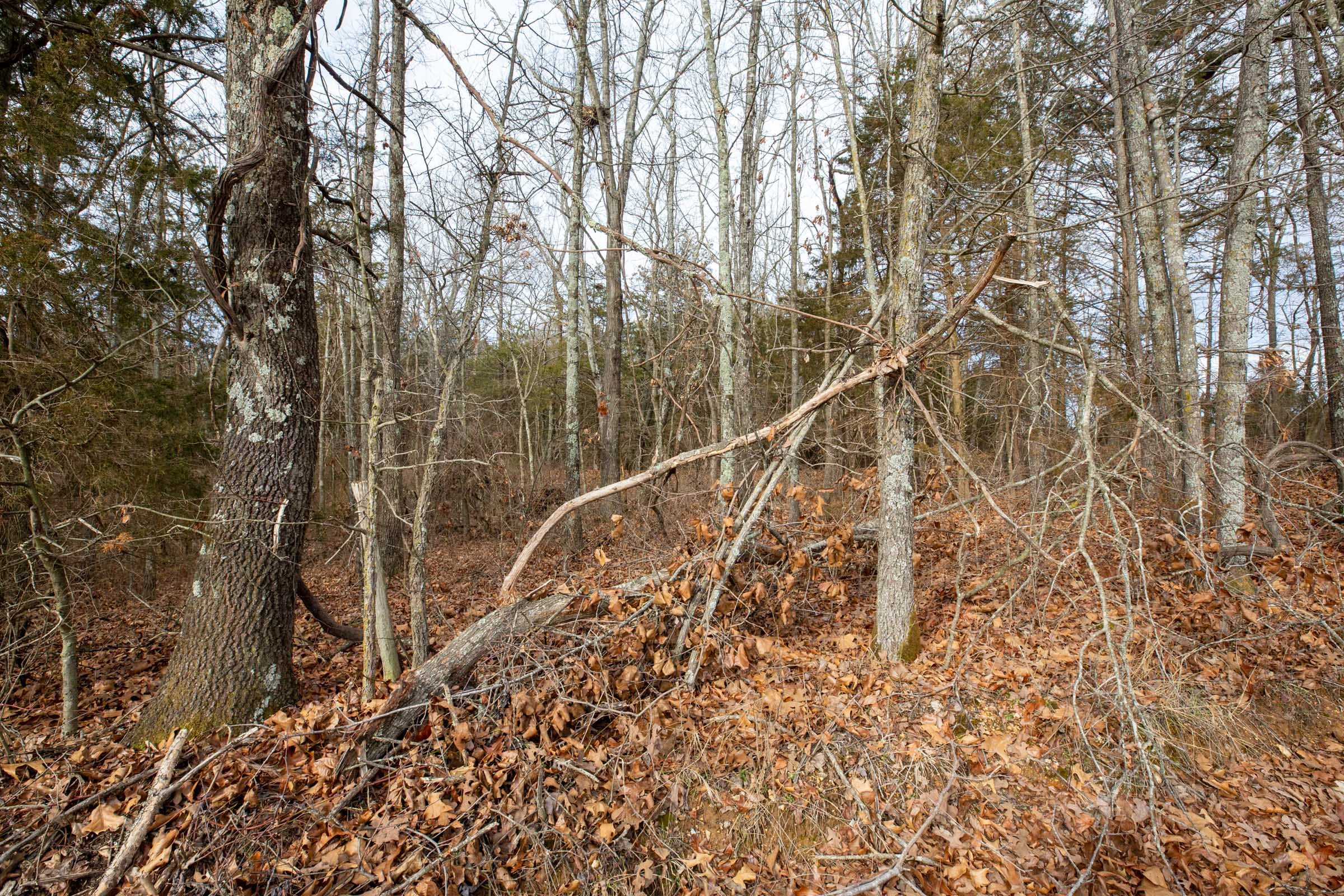 Forest Hill Tract 1 photo 9