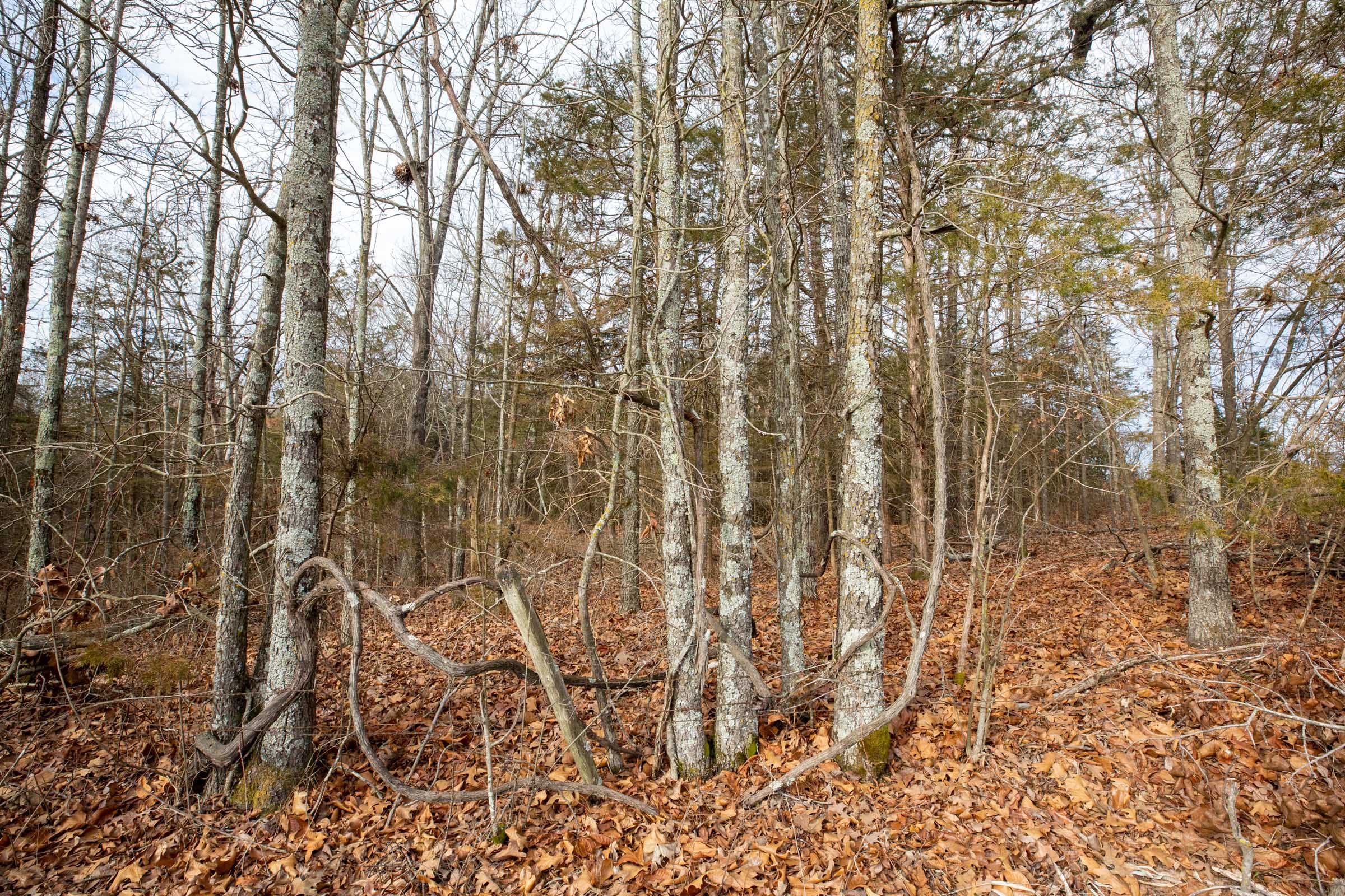 Forest Hill Tract 1 photo 10