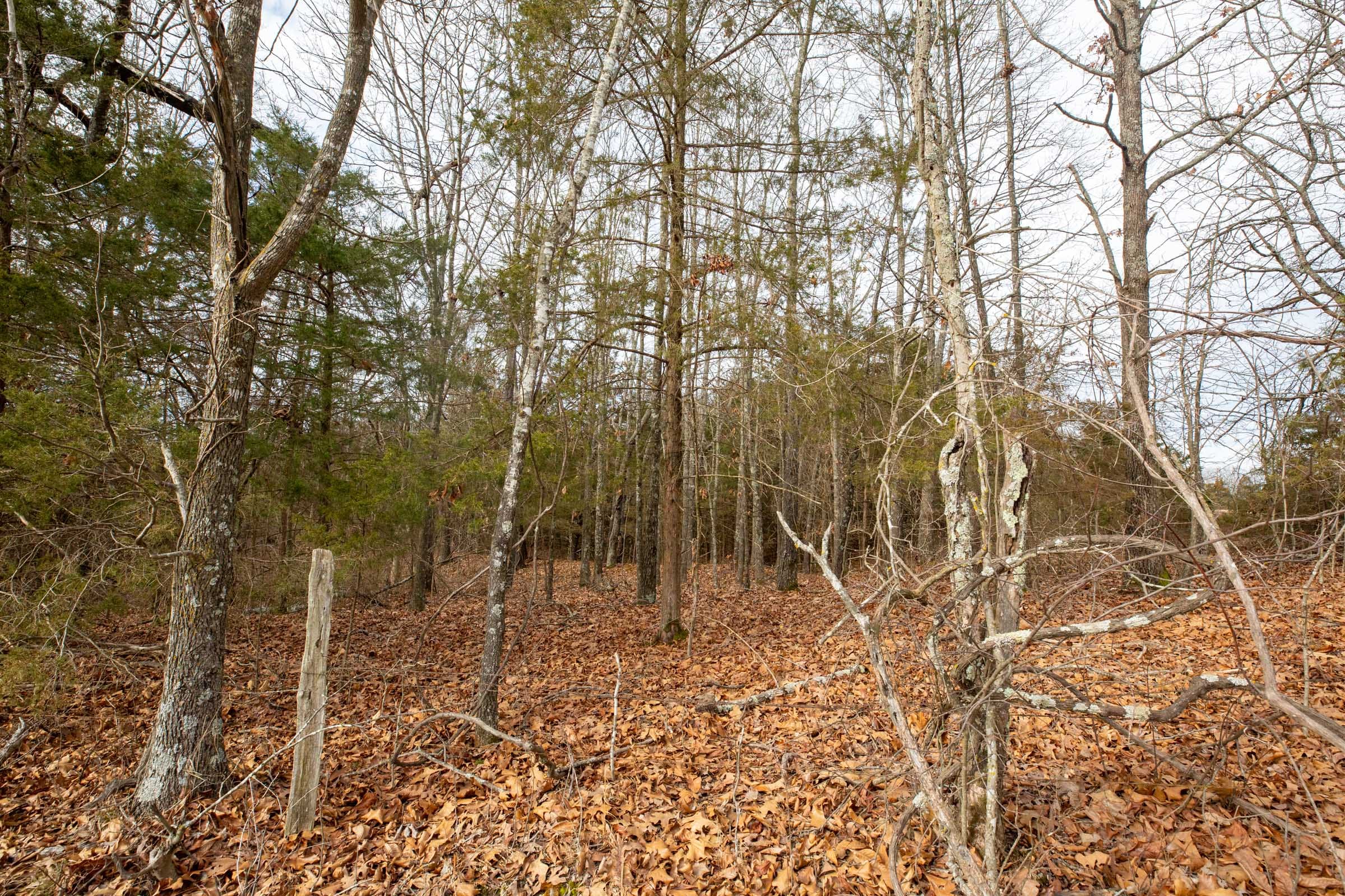 Forest Hill Tract 1 photo 12