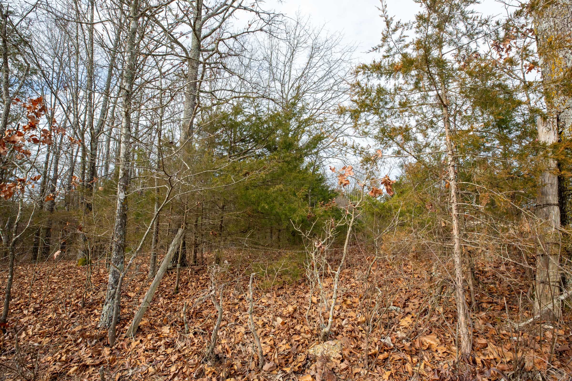 Forest Hill Tract 1 photo 11