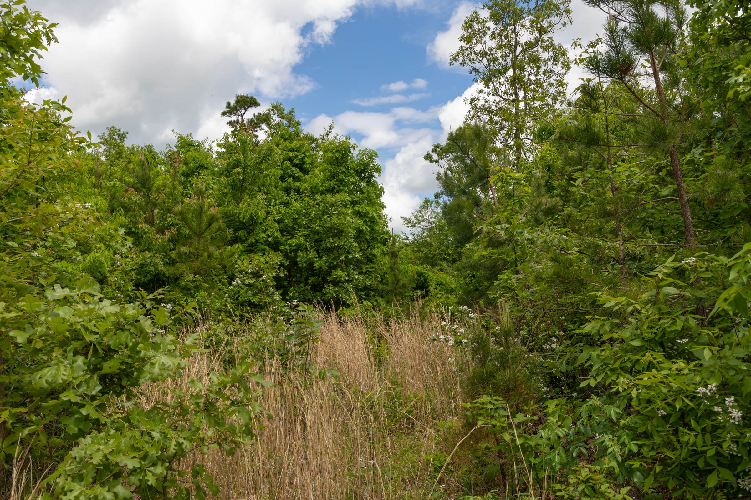Sleepy Hollow Phase II Tract 85 photo 15