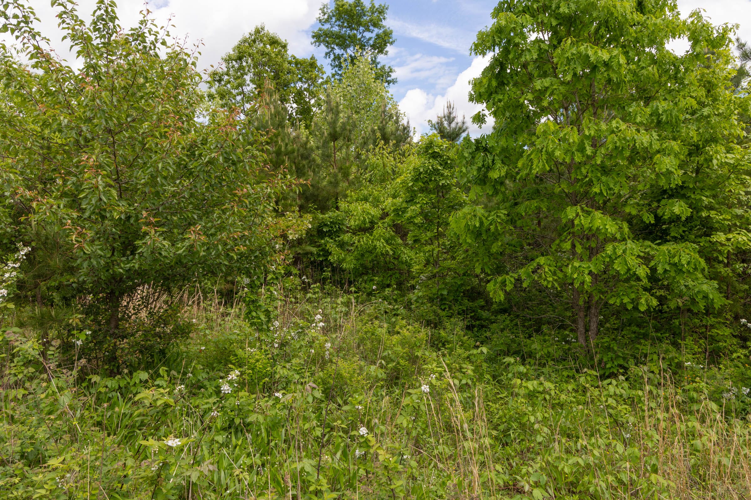 Sleepy Hollow Phase II Tract 85 photo 13