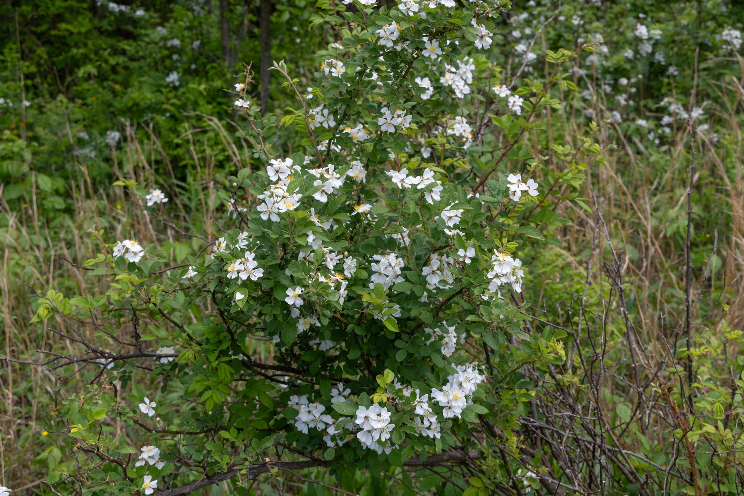Sleepy Hollow Phase II Tract 85 photo 12