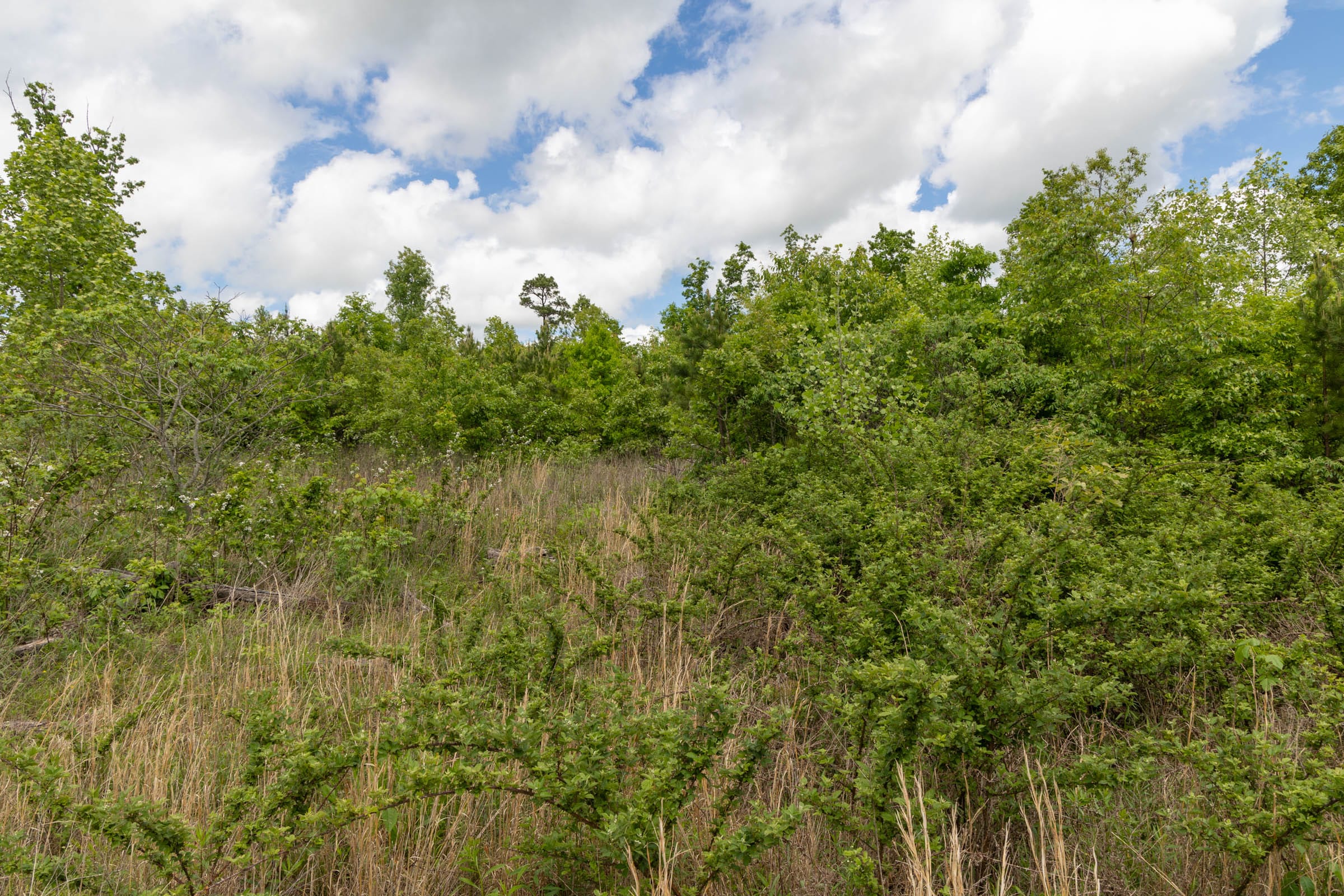 Sleepy Hollow Phase II Tract 85 photo 11