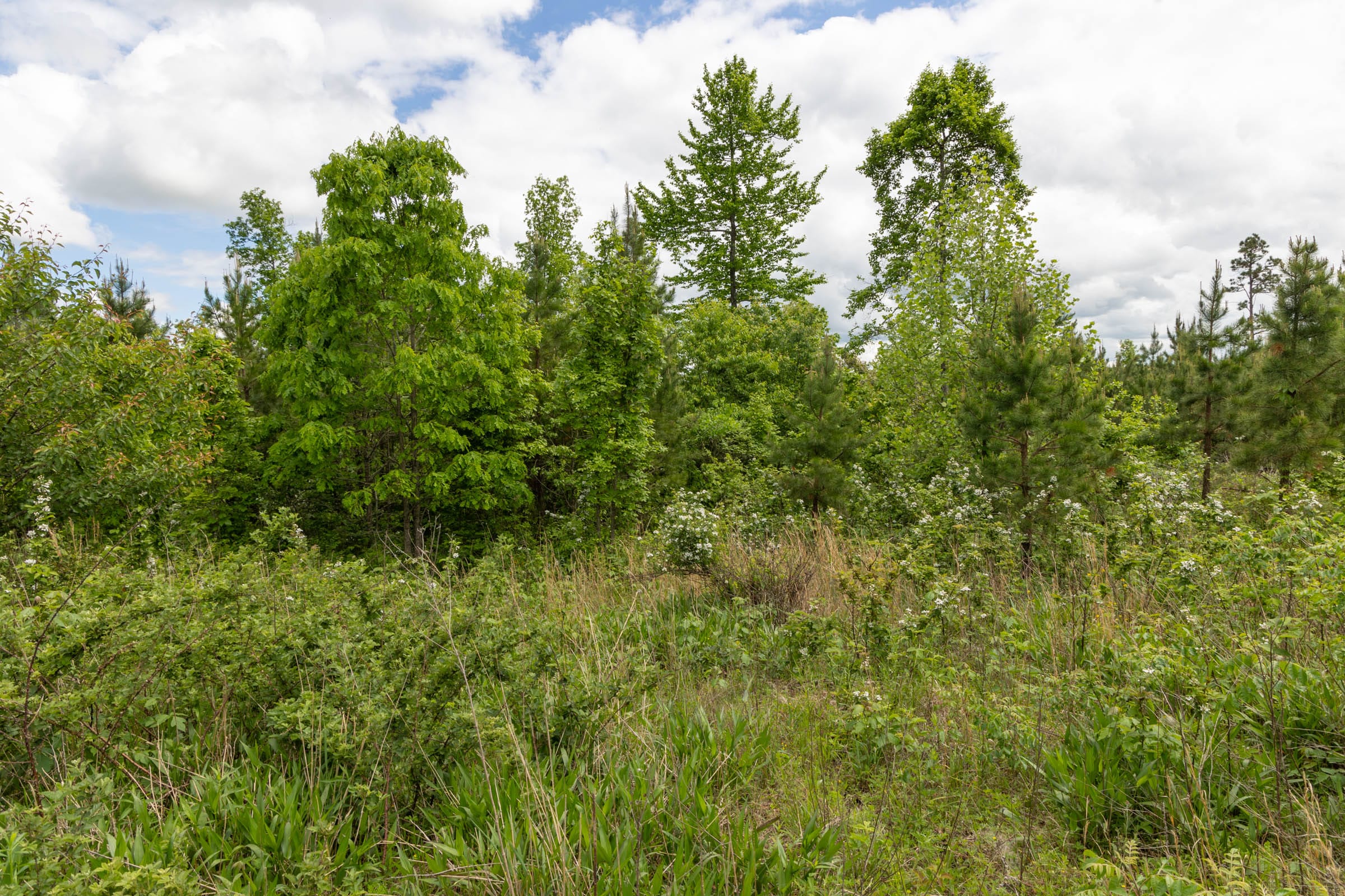 Sleepy Hollow Phase II Tract 85 photo 5