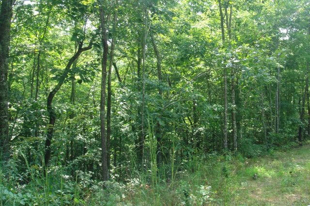 Sugartree Falls Tract 22 photo 1