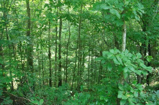Sugartree Falls Tract 22 photo 2