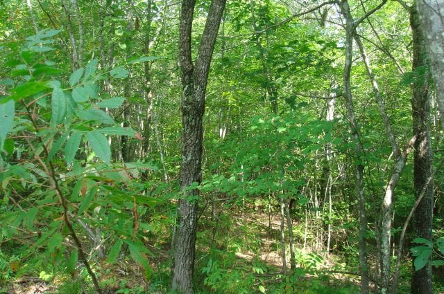 Sugartree Falls Tract 22 photo 3