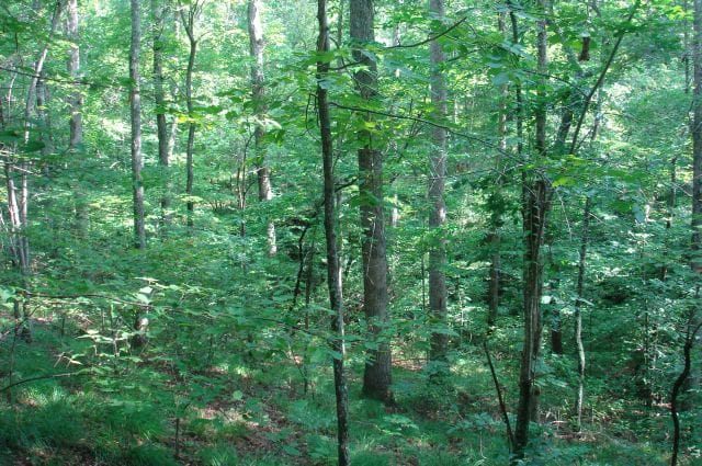 Sugartree Falls Tract 22 photo 4