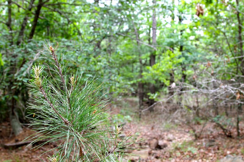 Trophy Ridge Phase II Tract 88 photo 4