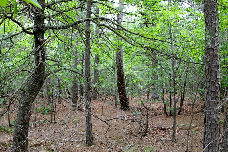 Trophy Ridge Phase II Tract 88 photo 5