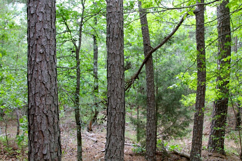 Trophy Ridge Phase II Tract 88 photo 6