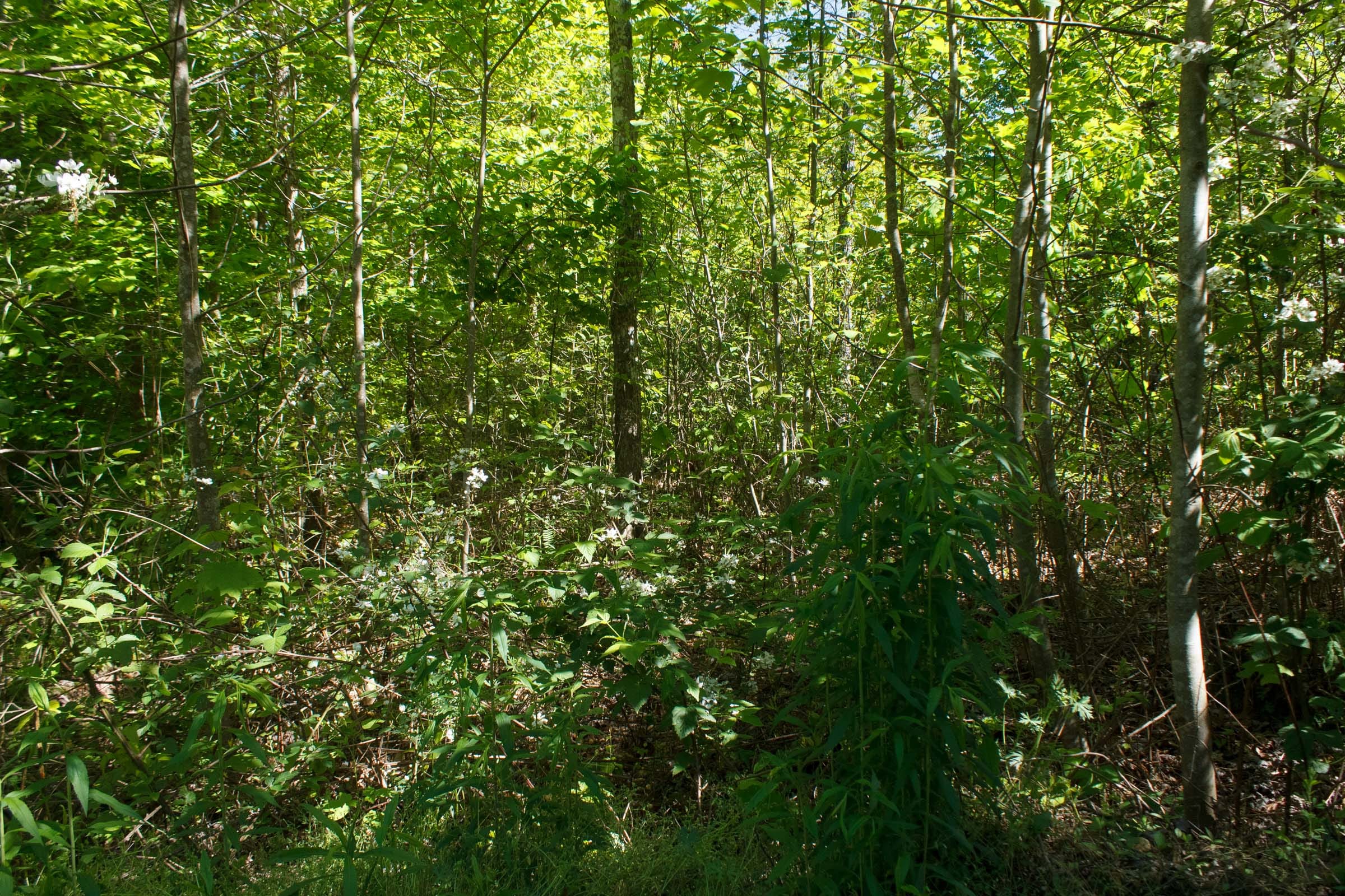 Riverbend Tract 33 photo 5