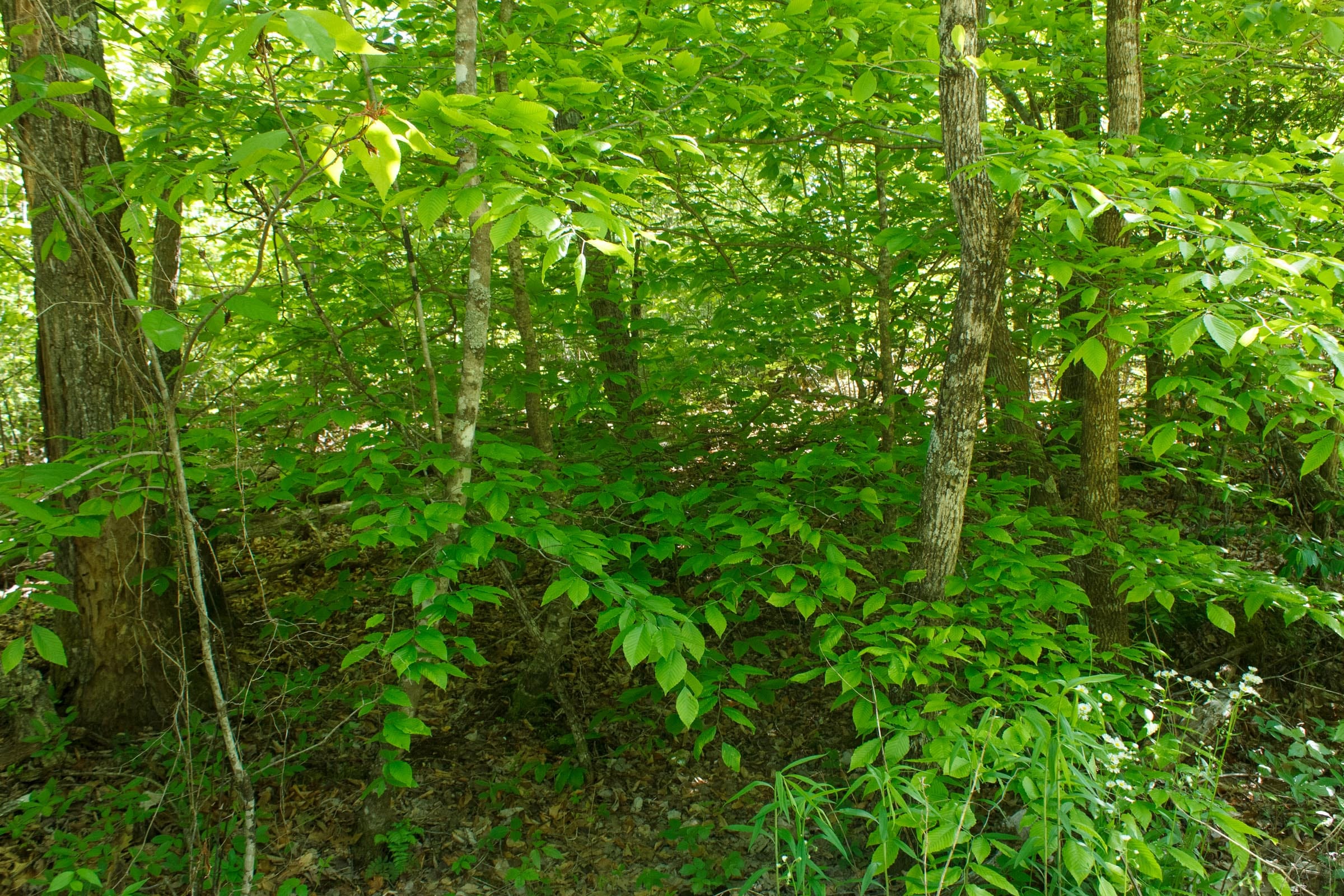 Riverbend Tract 33 photo 8