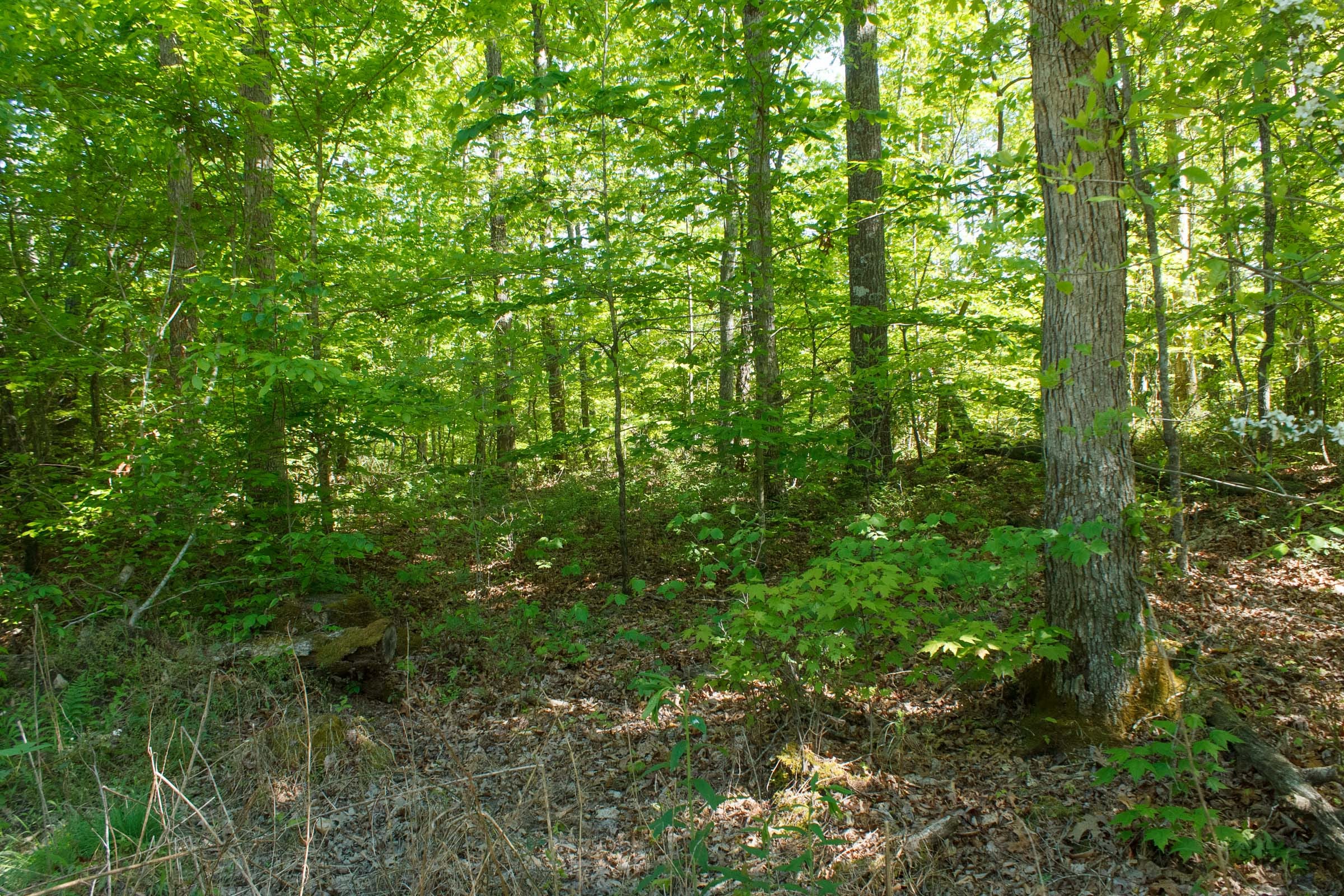 Riverbend Tract 33 photo 9