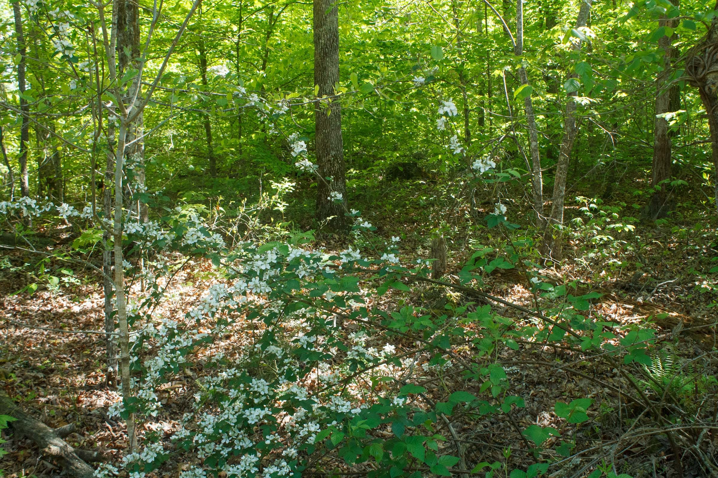 Riverbend Tract 33 photo 10