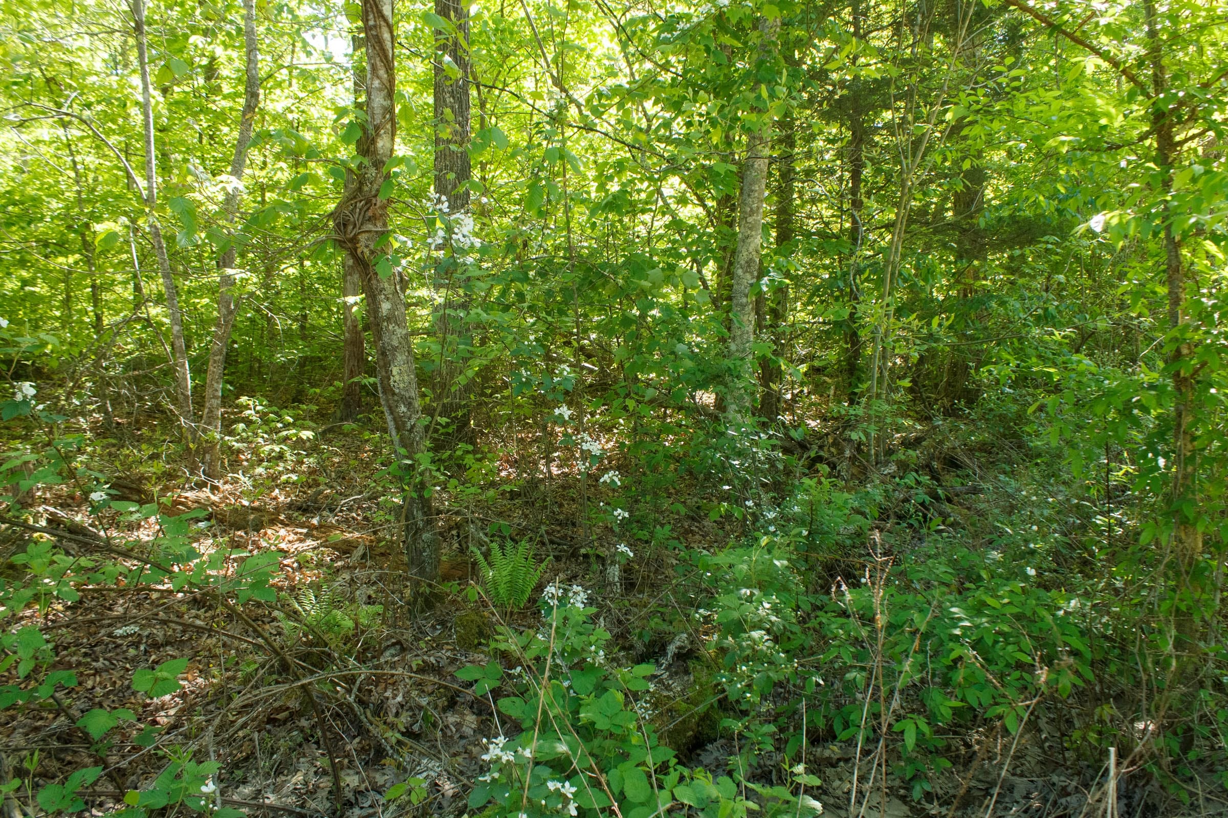 Riverbend Tract 33 photo 11