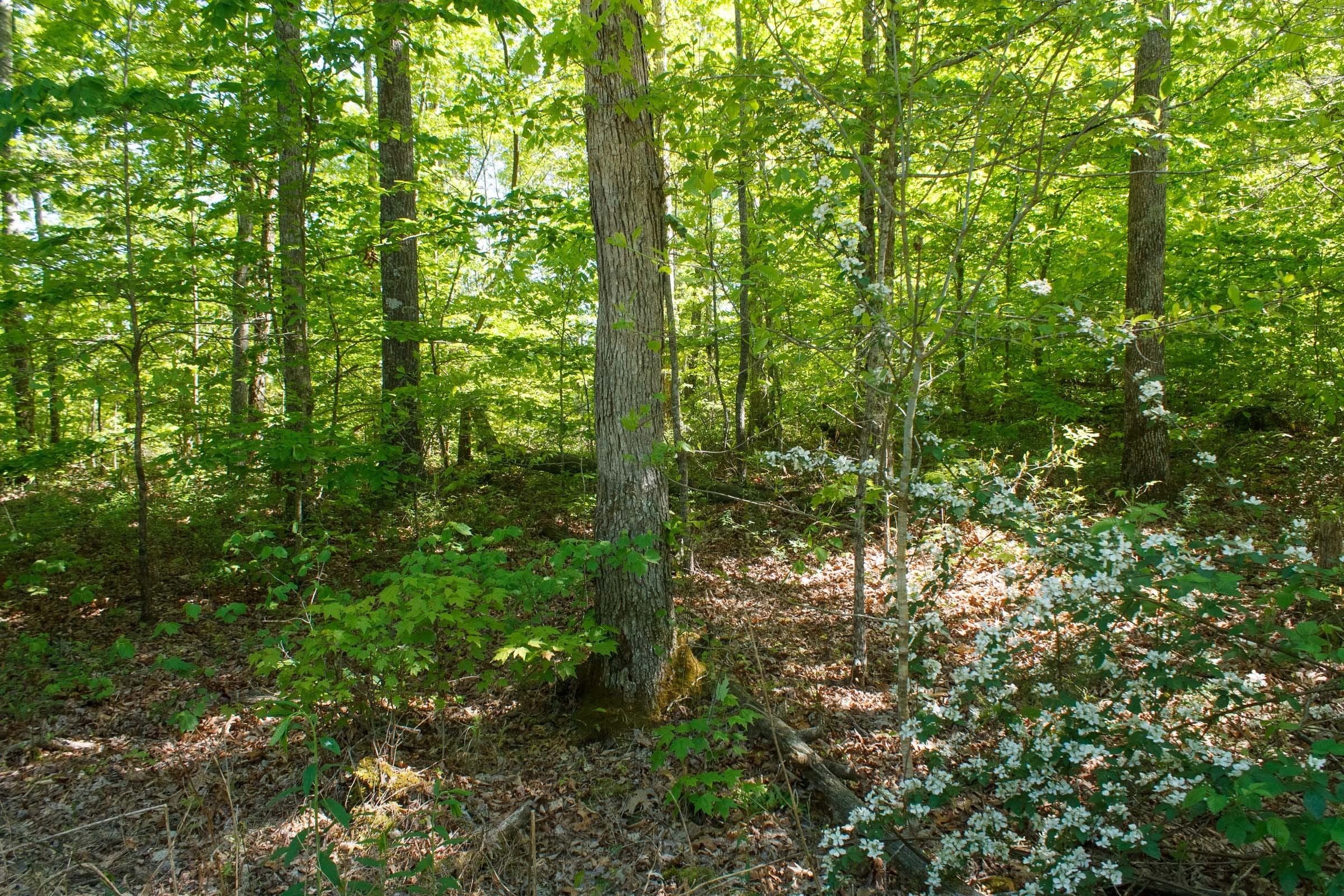 Riverbend Tract 33 photo 14