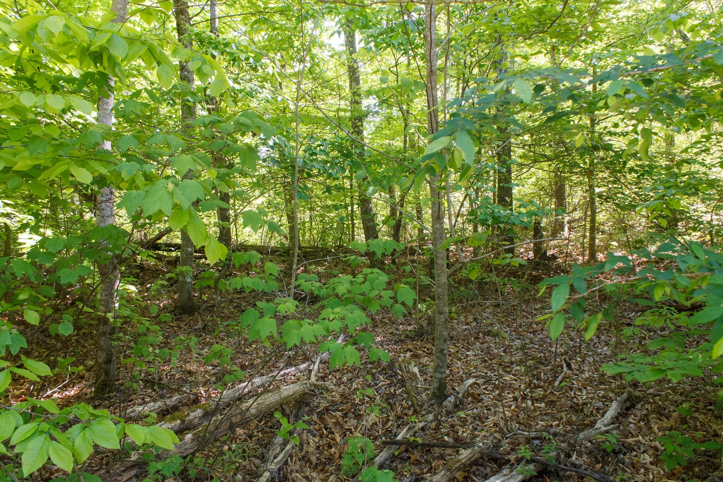 Riverbend Tract 33 photo 15