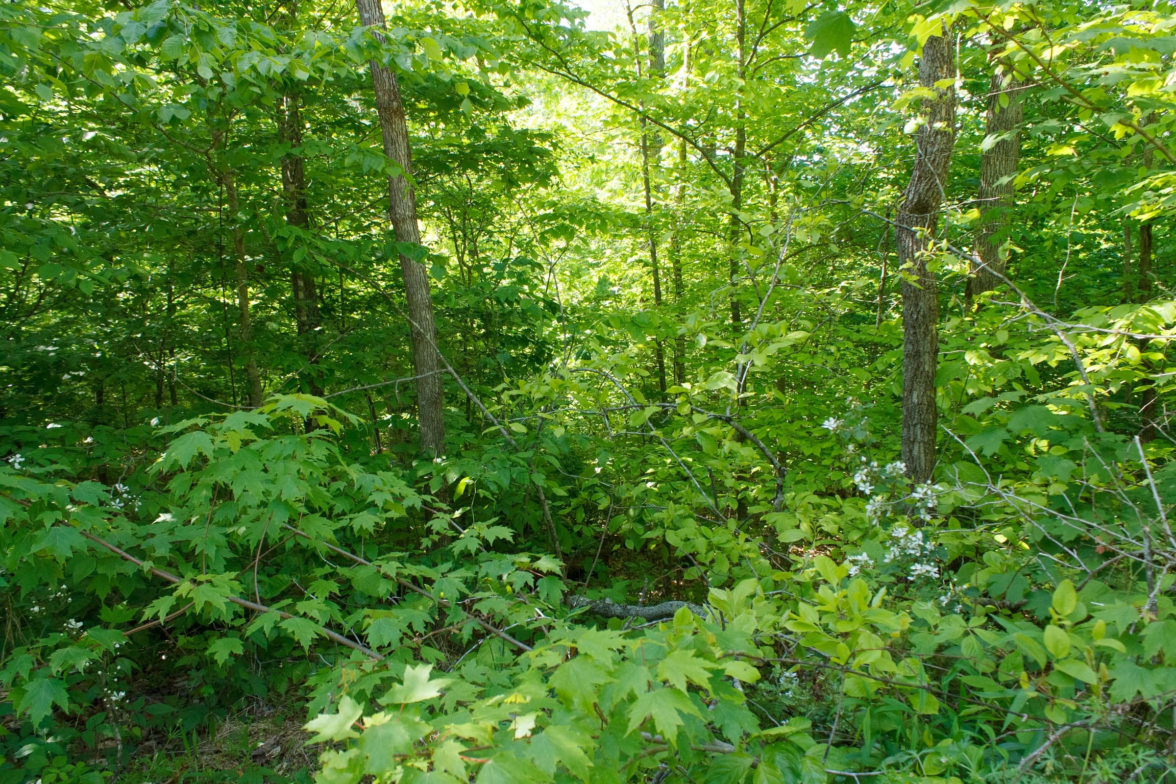 Riverbend Tract 33 photo 16