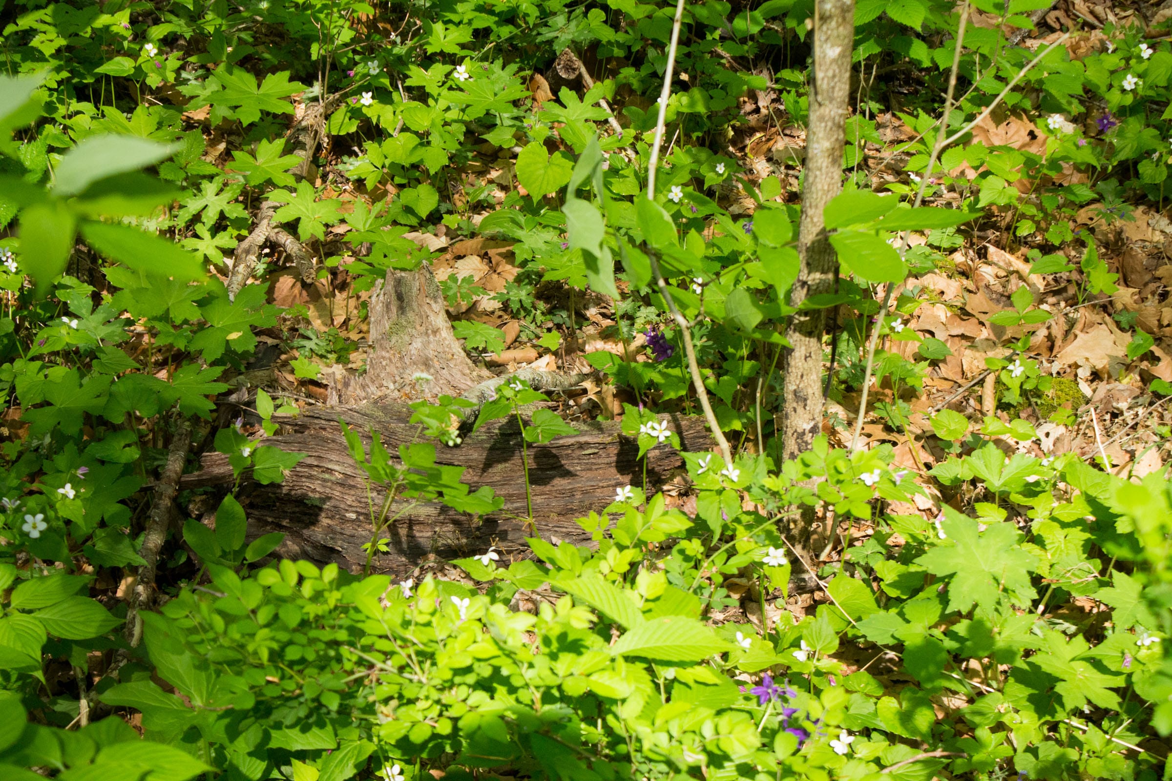 Trails End Tract 22 photo 5