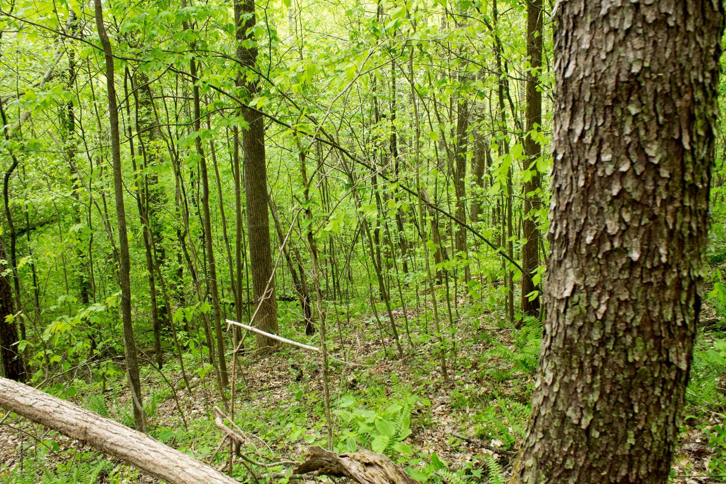 Trails End Tract 22 photo 6