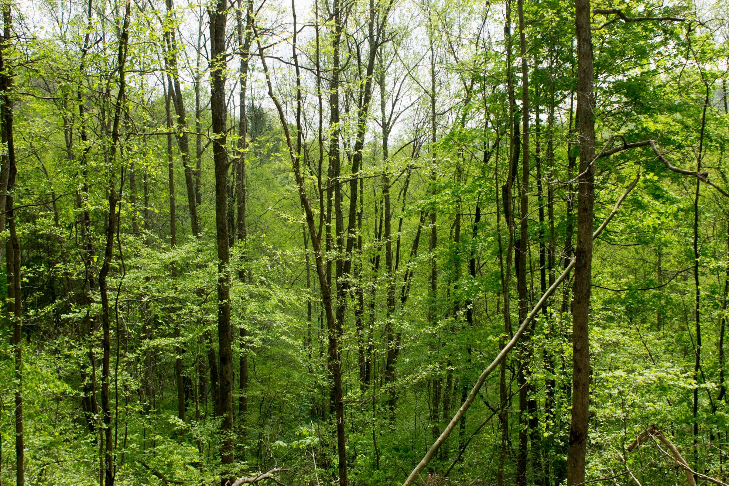 Trails End Tract 22 photo 9