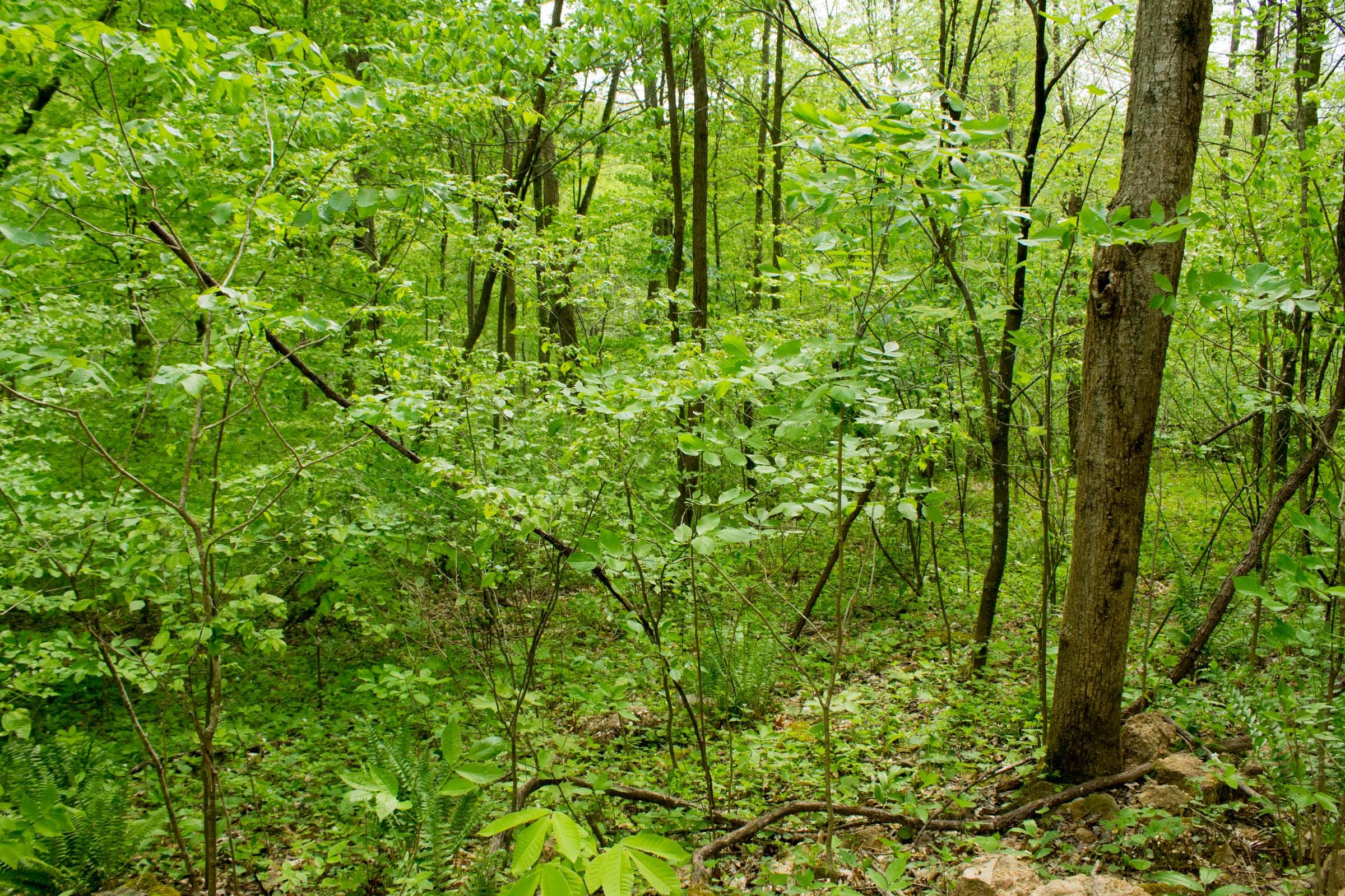 Trails End Tract 22 photo 18