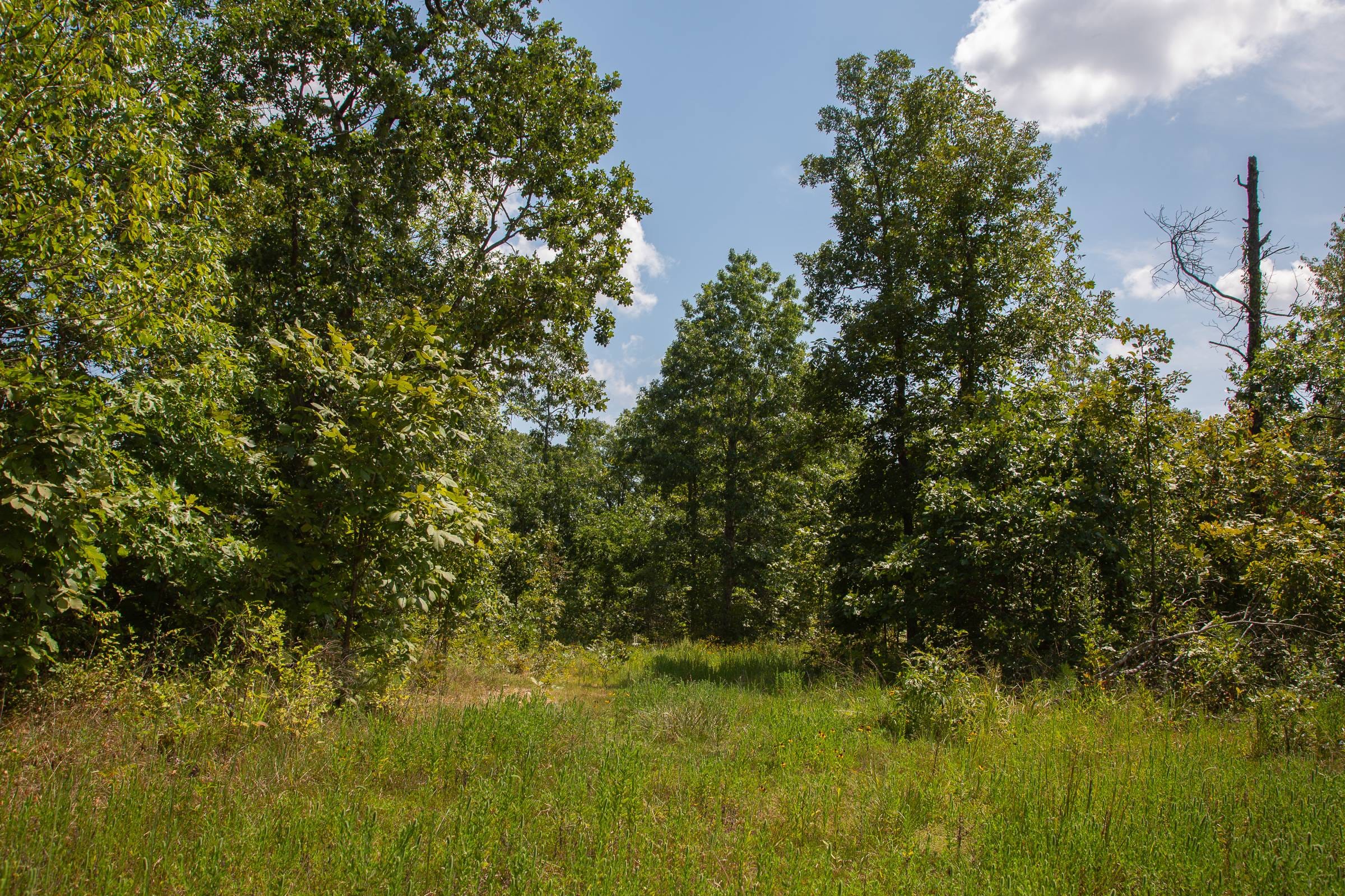 Borgmann’s Hollow Phase I Tract 2 photo 3