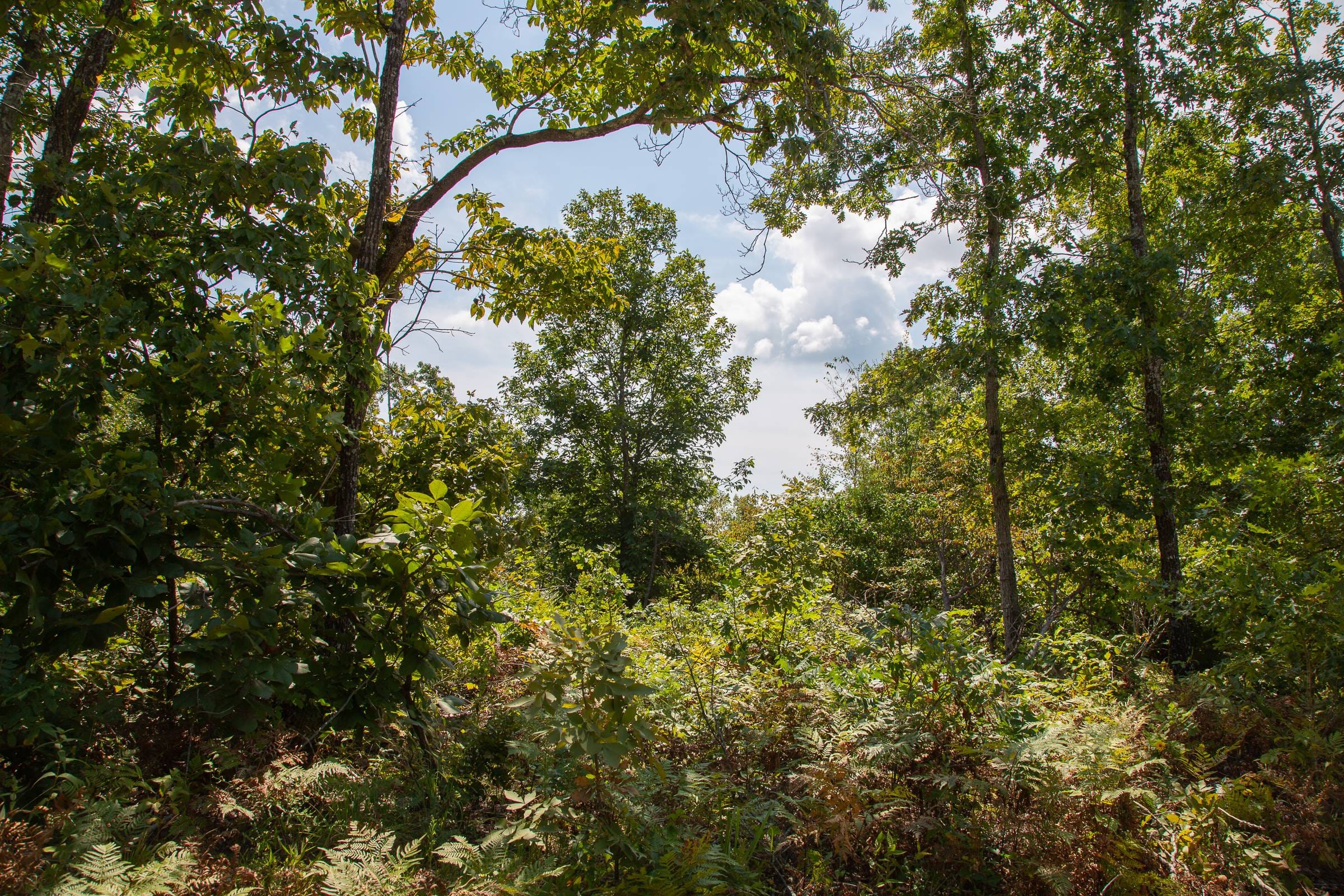 Borgmann’s Hollow Phase I Tract 2 photo 5