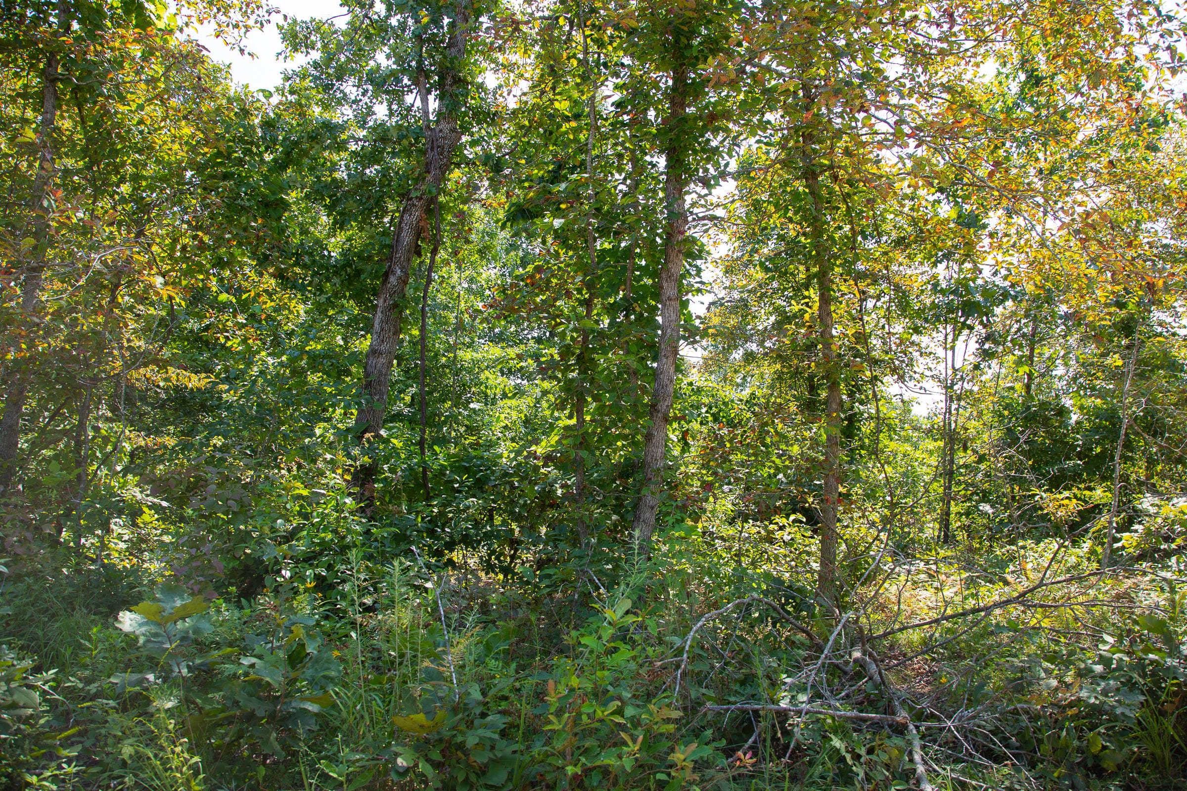 Borgmann’s Hollow Phase I Tract 2 photo 8