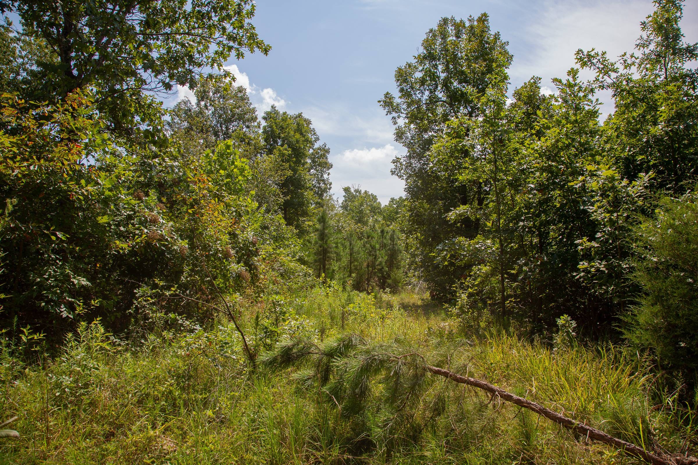 Borgmann’s Hollow Phase I Tract 2 photo 12