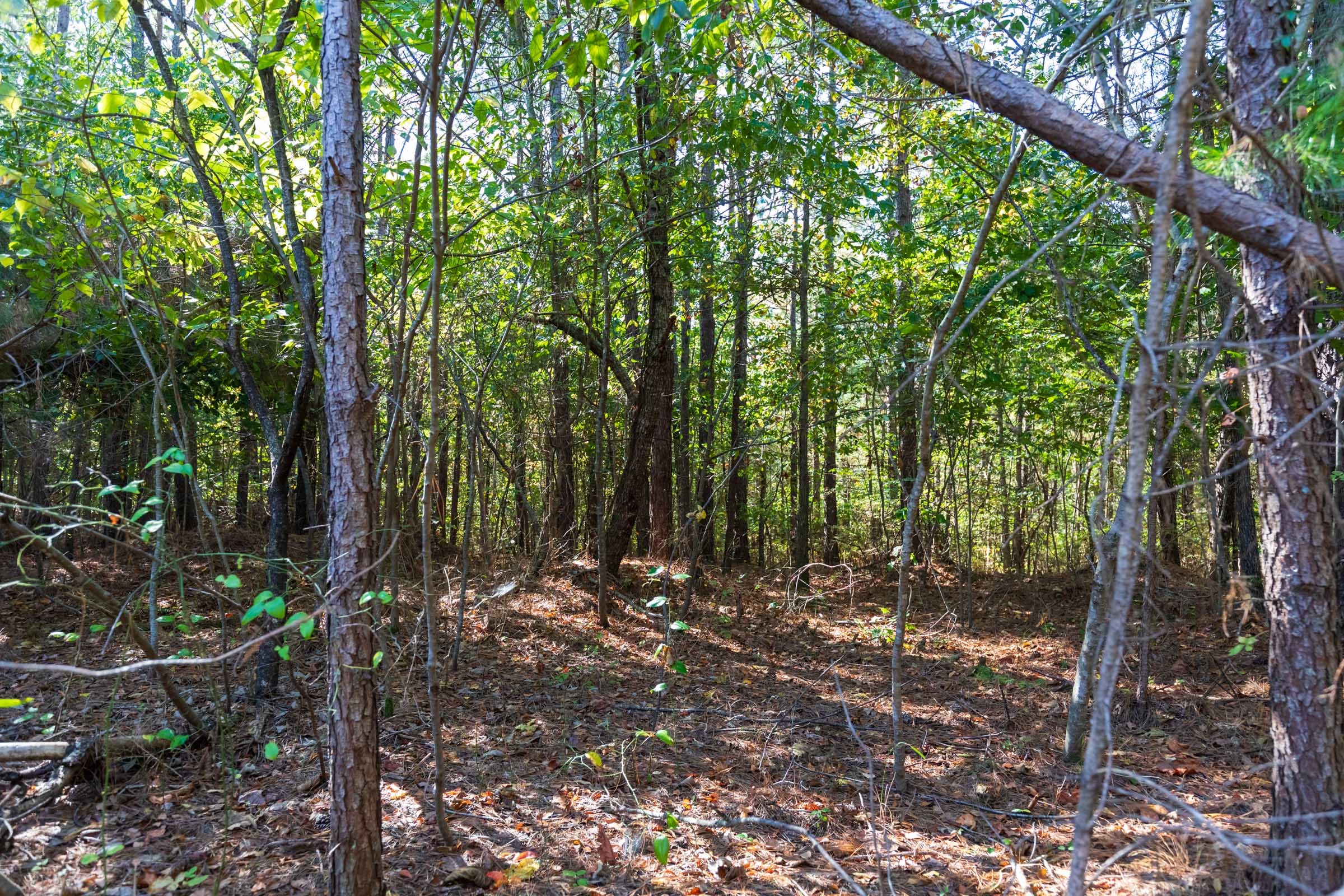 Bear Brook Tract 1 photo 3