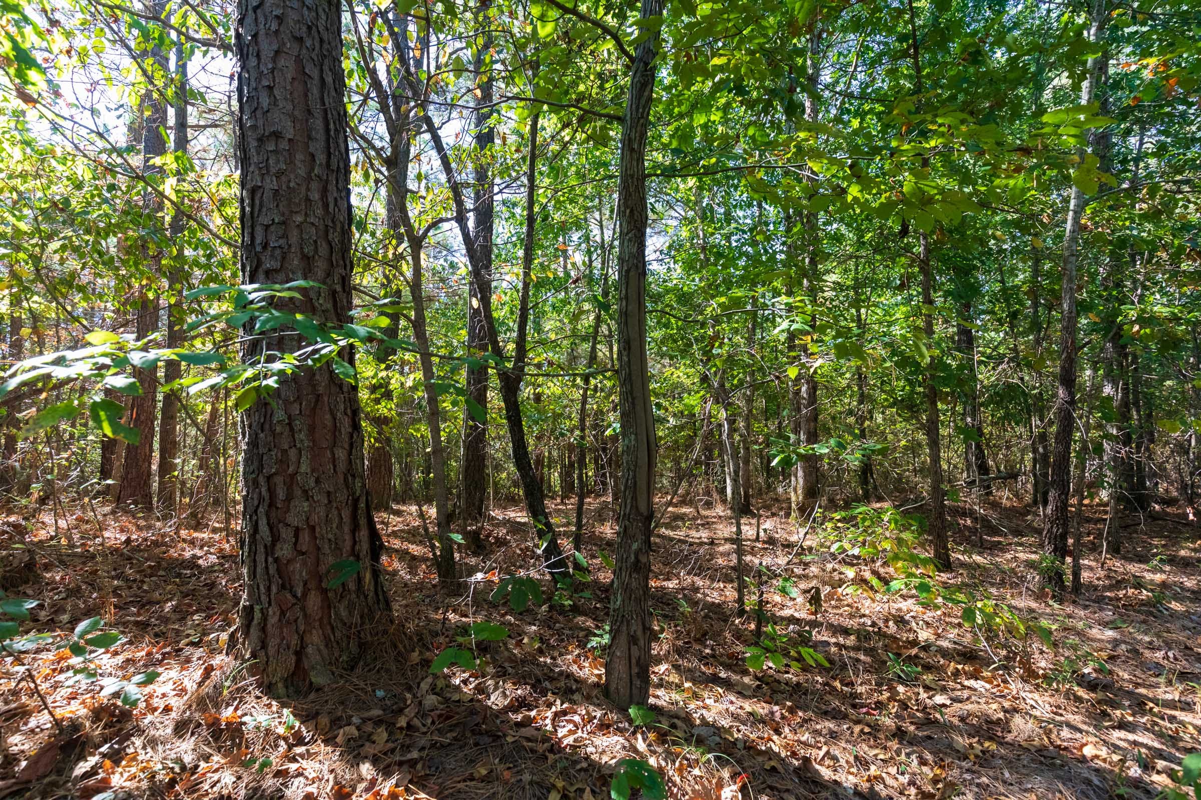 Bear Brook Tract 1 photo 4