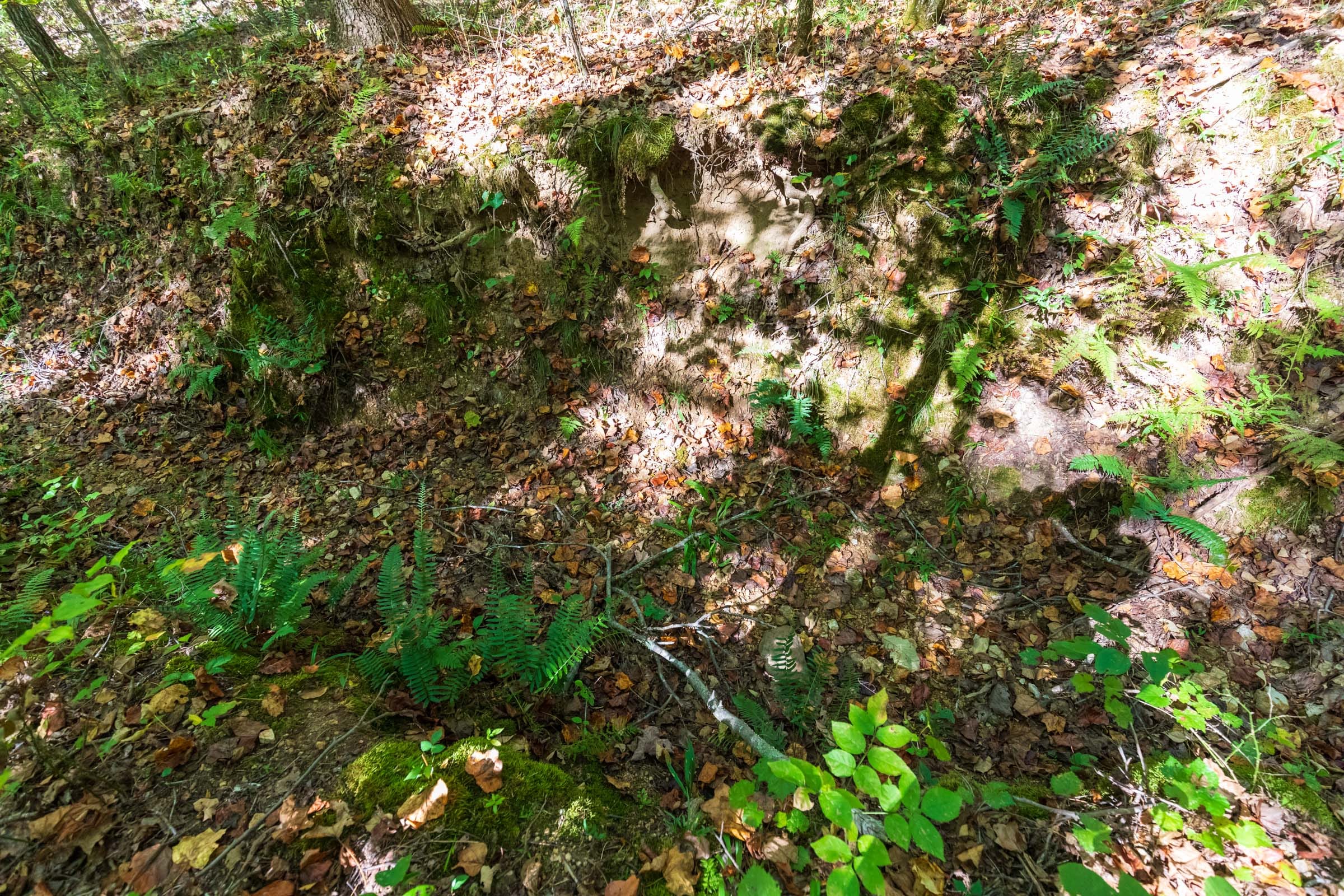 Bear Brook Tract 1 photo 6
