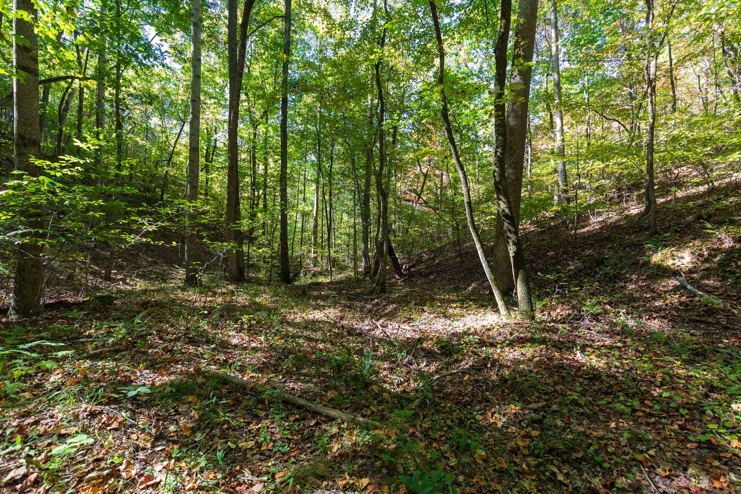 Bear Brook Tract 1 photo 10