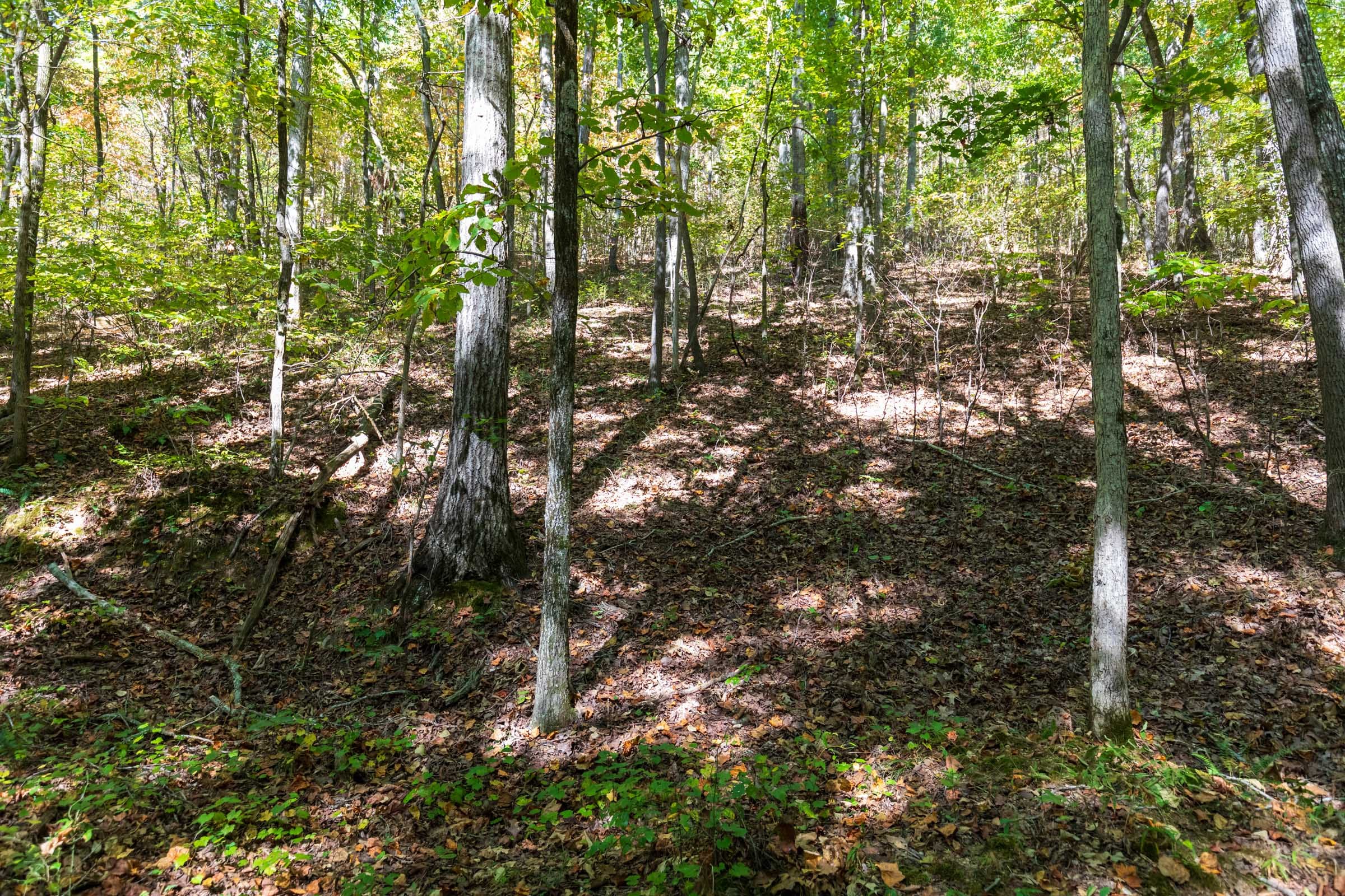 Bear Brook Tract 1 photo 12