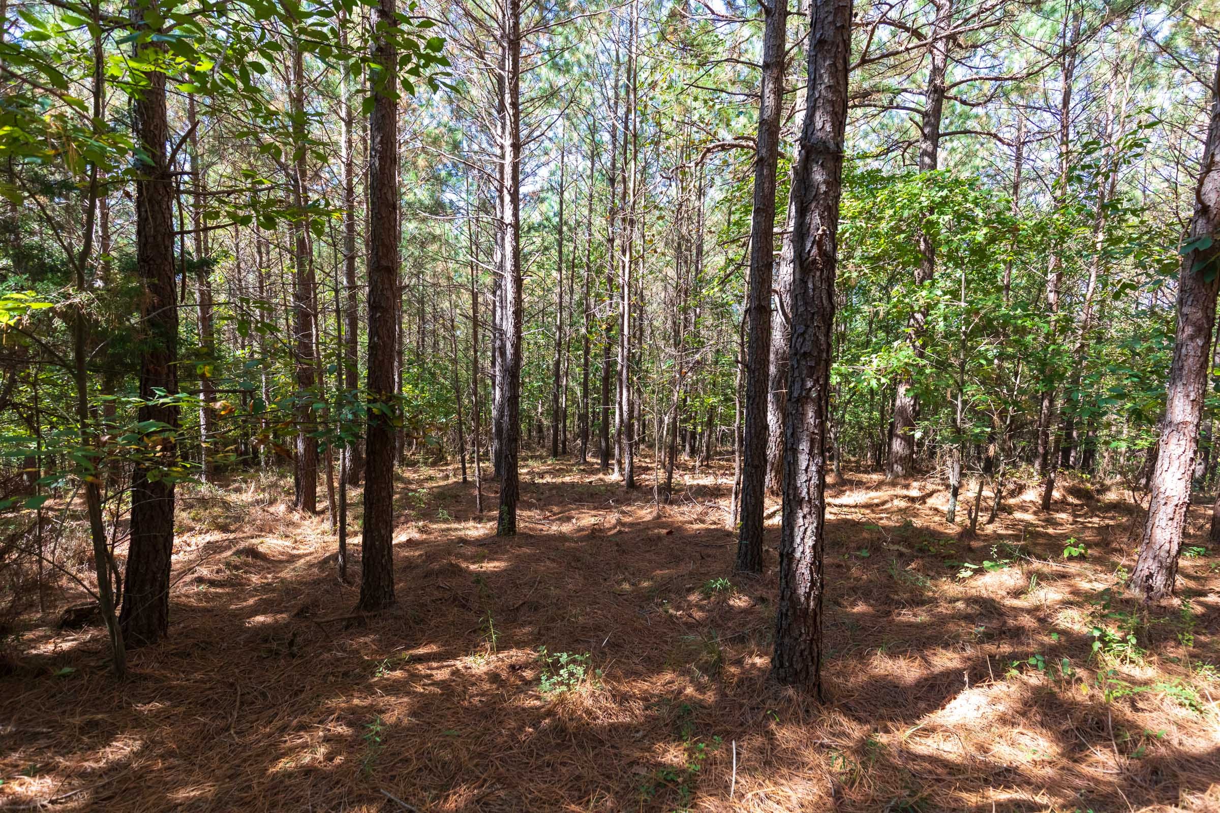 Bear Brook Tract 1 photo 13