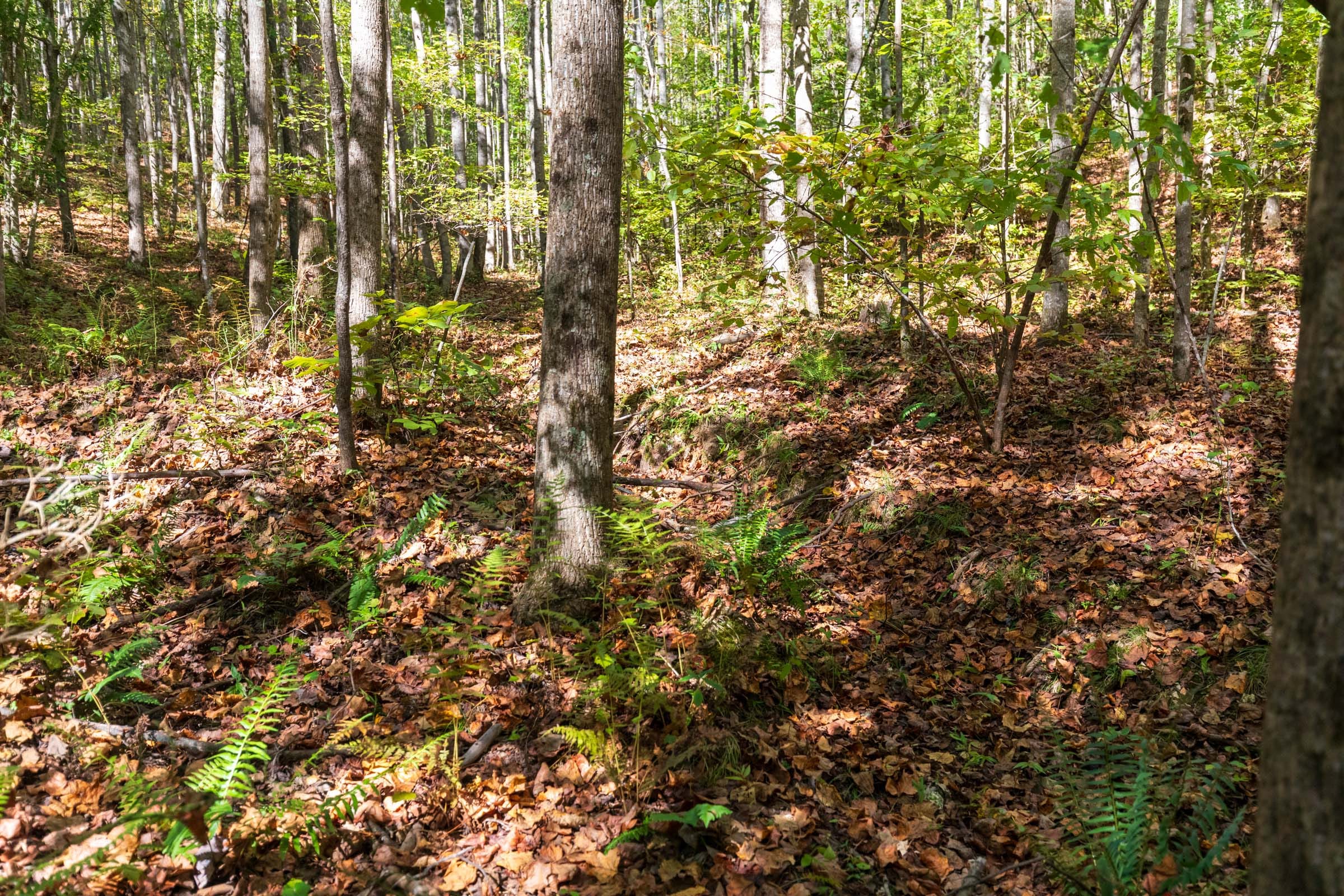 Bear Brook Tract 1 photo 14
