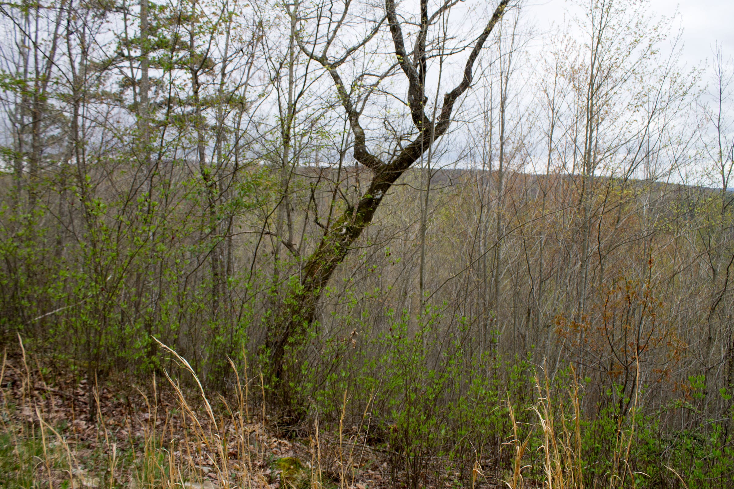 Hidden Hills Tract 43 photo 6