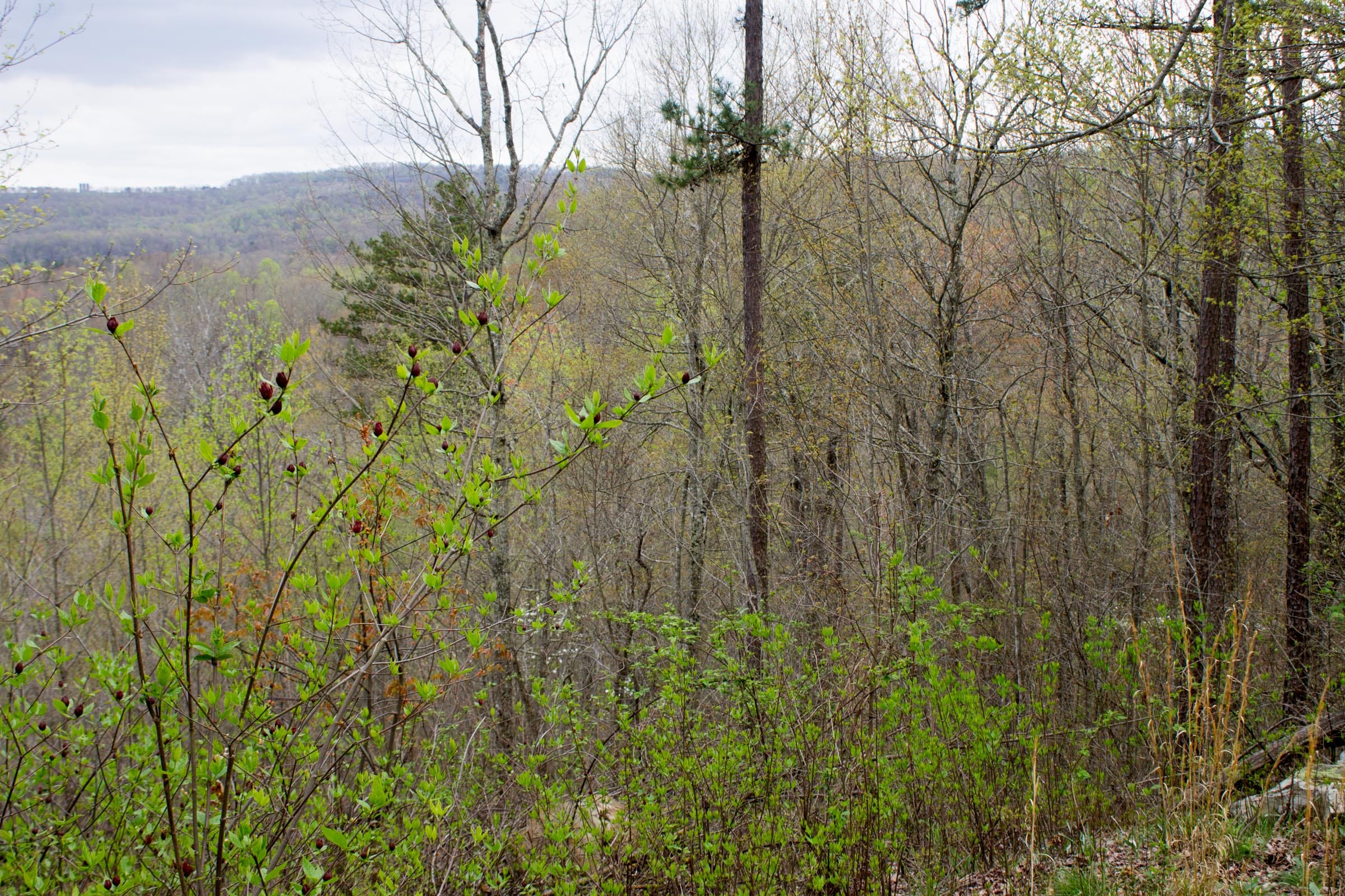 Hidden Hills Tract 43 photo 7