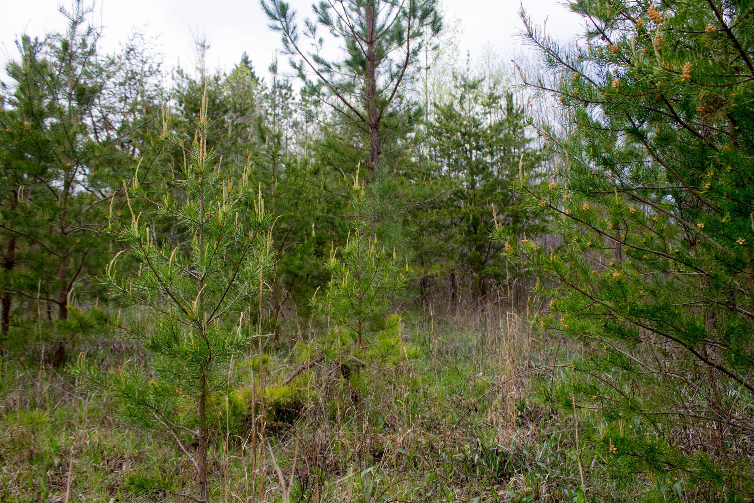 Hidden Hills Tract 43 photo 9